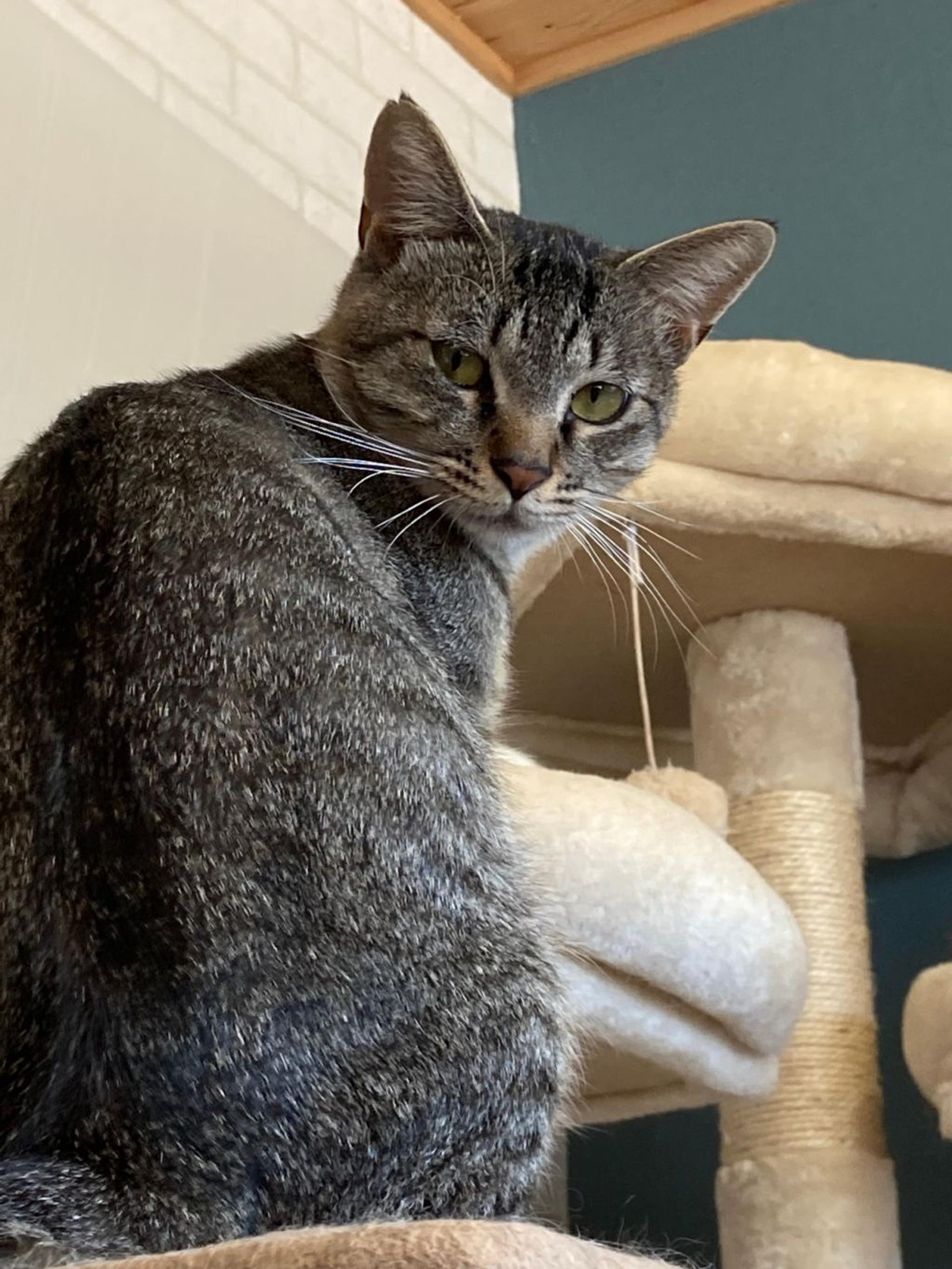 pet-image-5