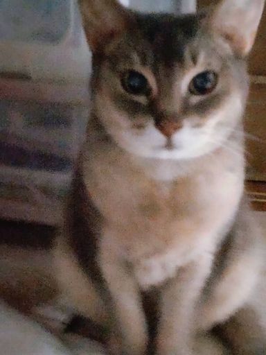ミルクの写真