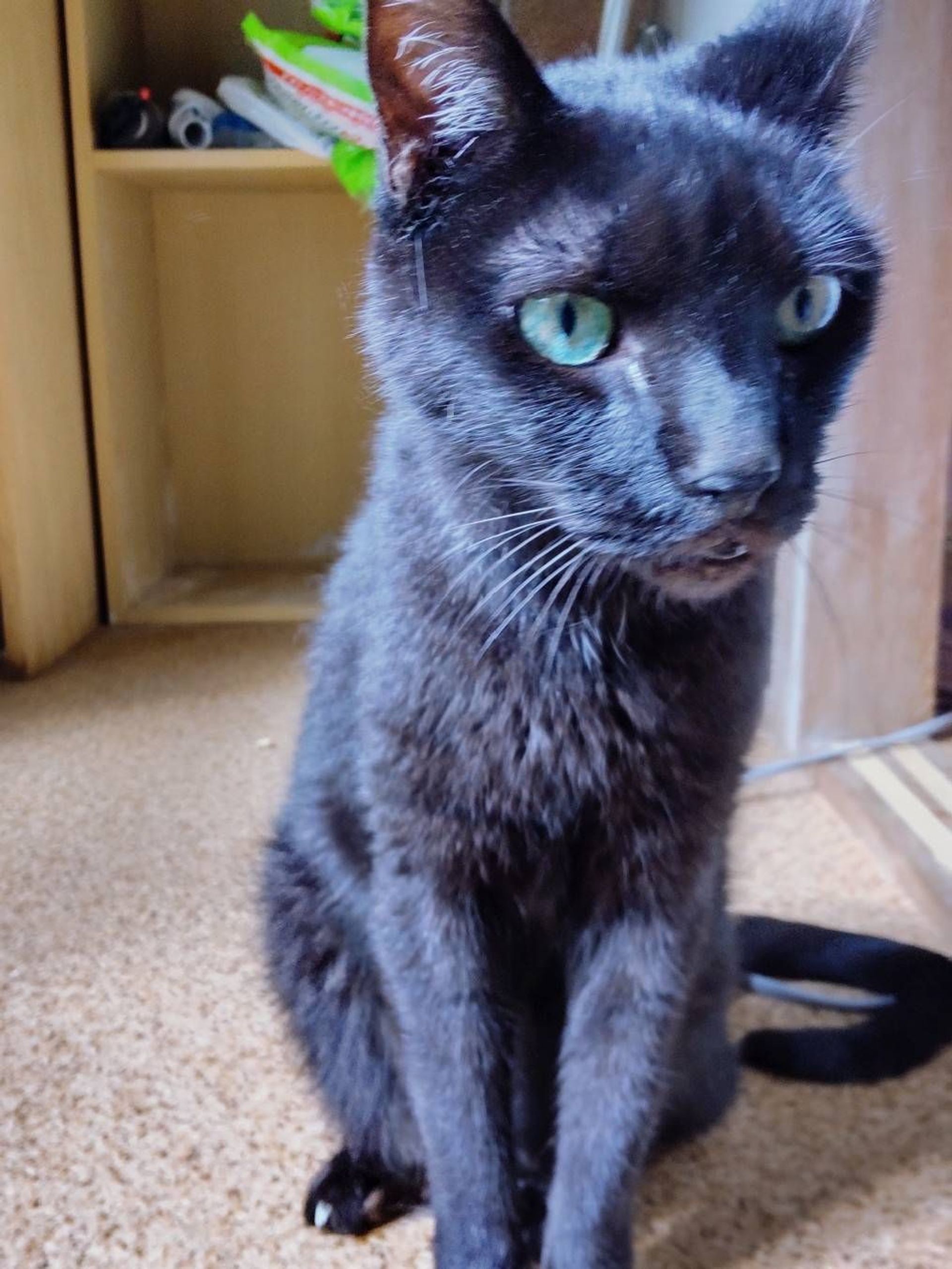 雑種（ミックス猫）・オスの里親募集の写真