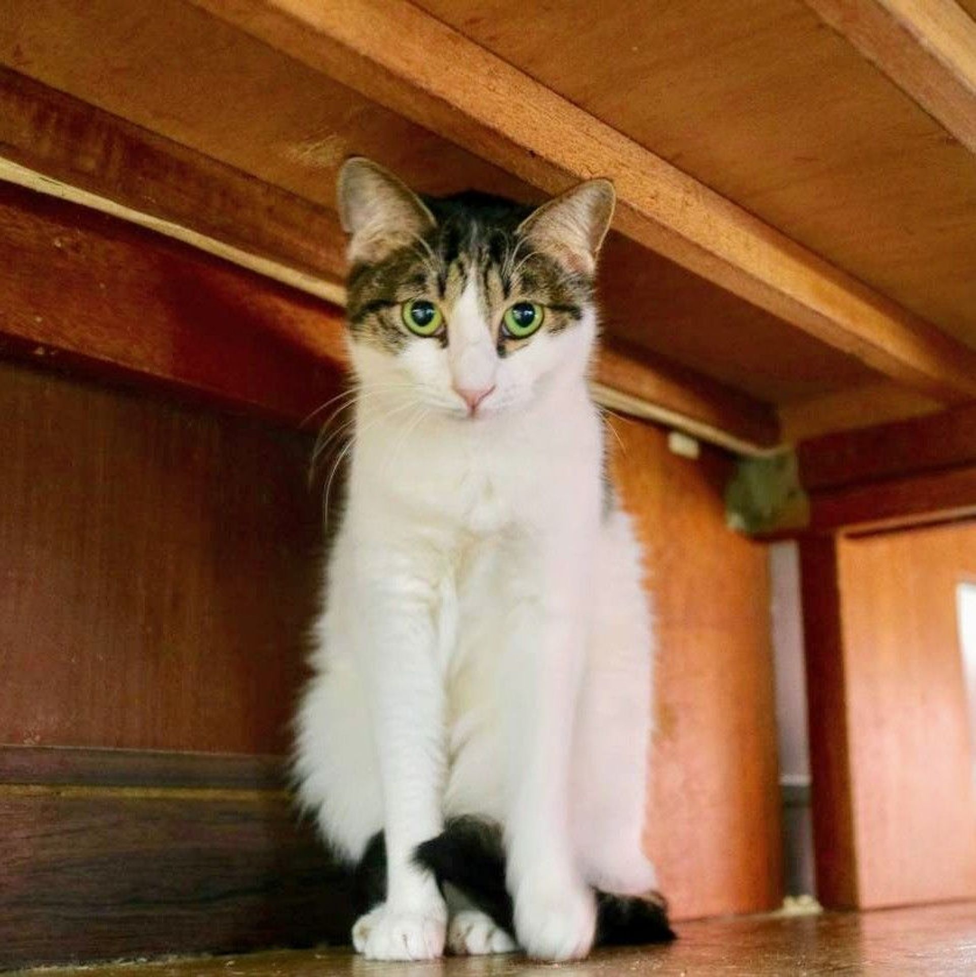 雑種（ミックス猫）・メスの里親募集の写真