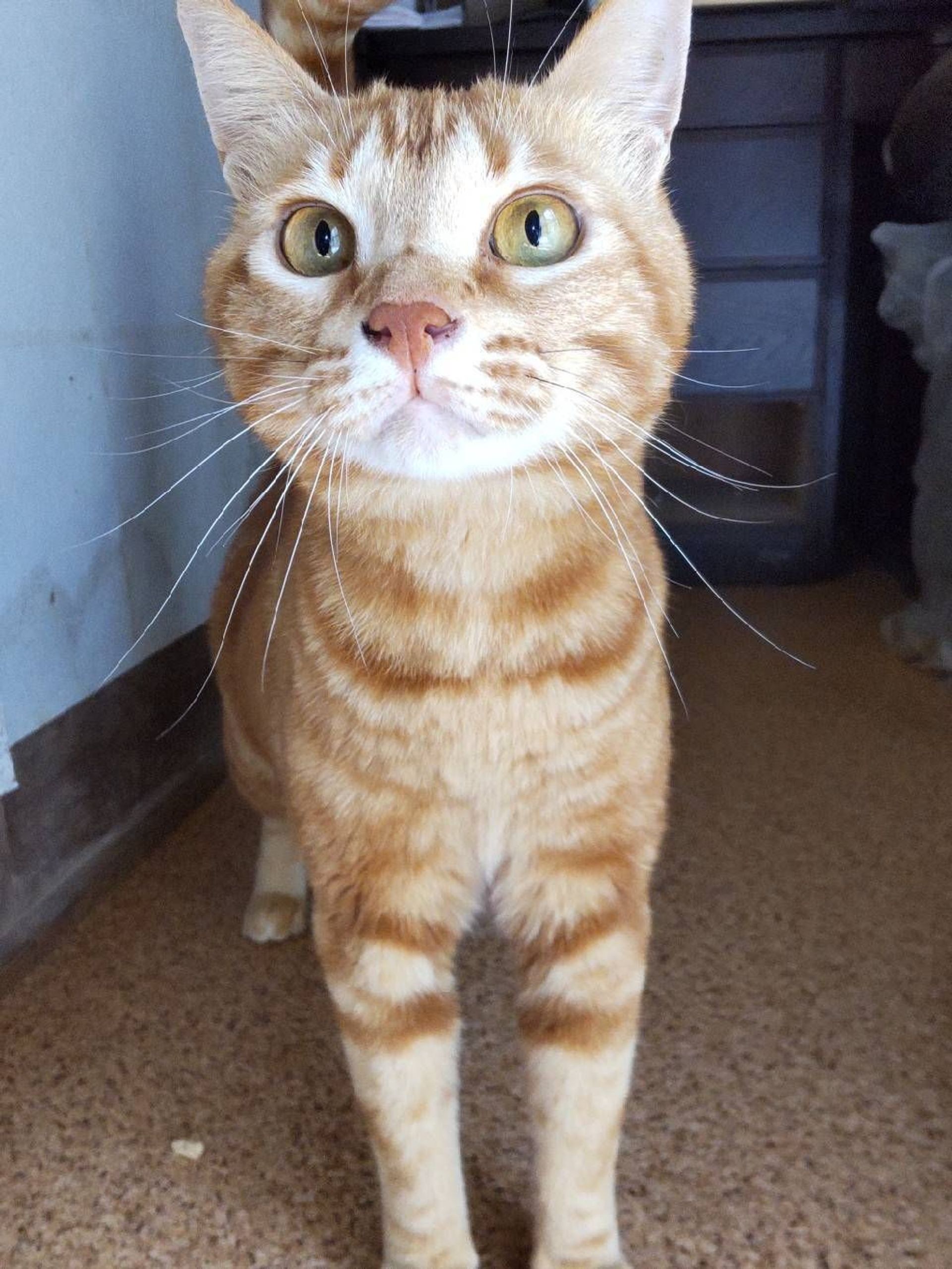 雑種（ミックス猫）・オスの里親募集の写真