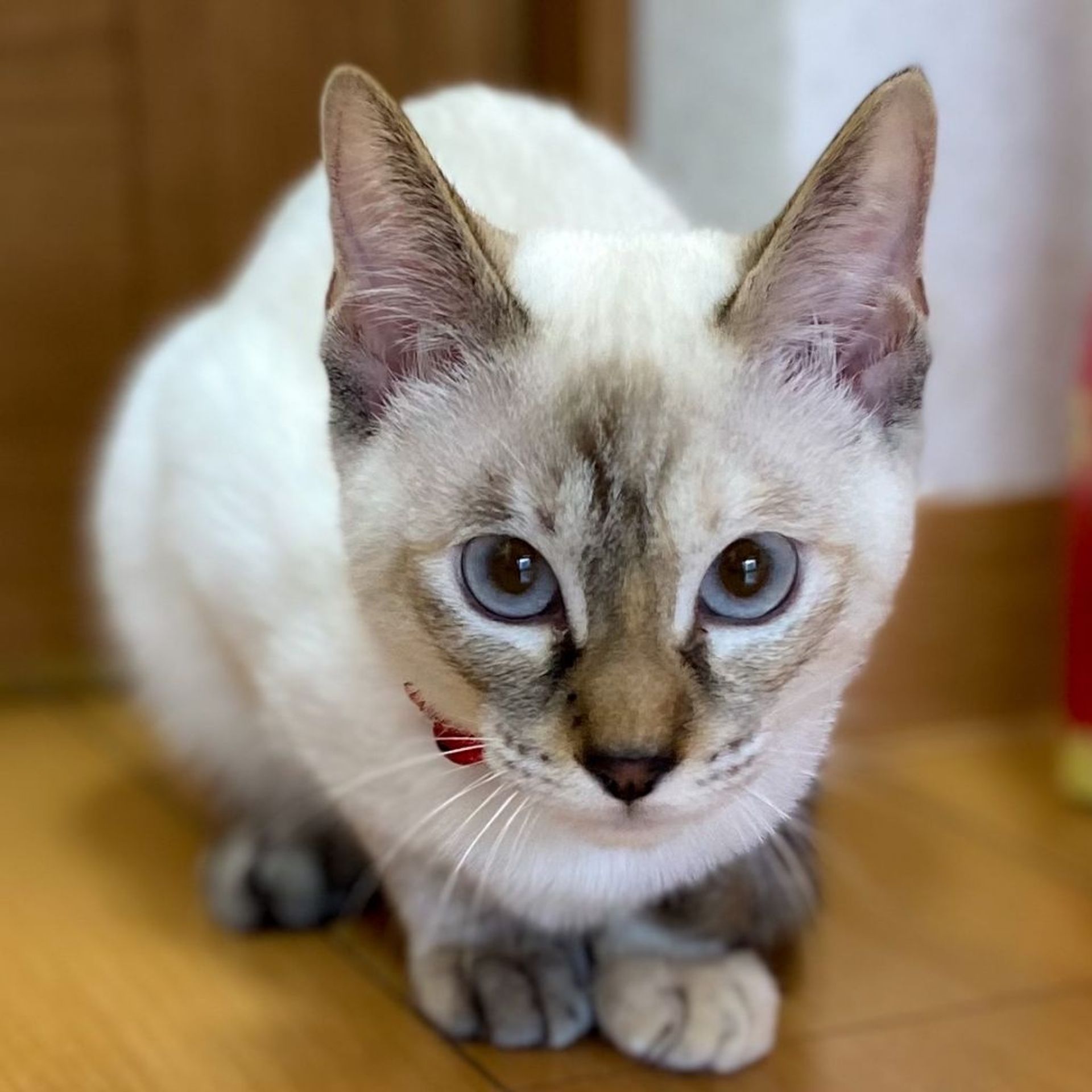 雑種（ミックス猫）・メスの里親募集の写真