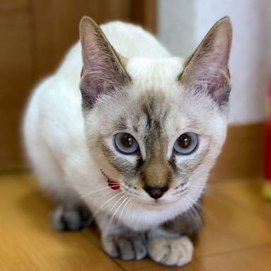 アナ