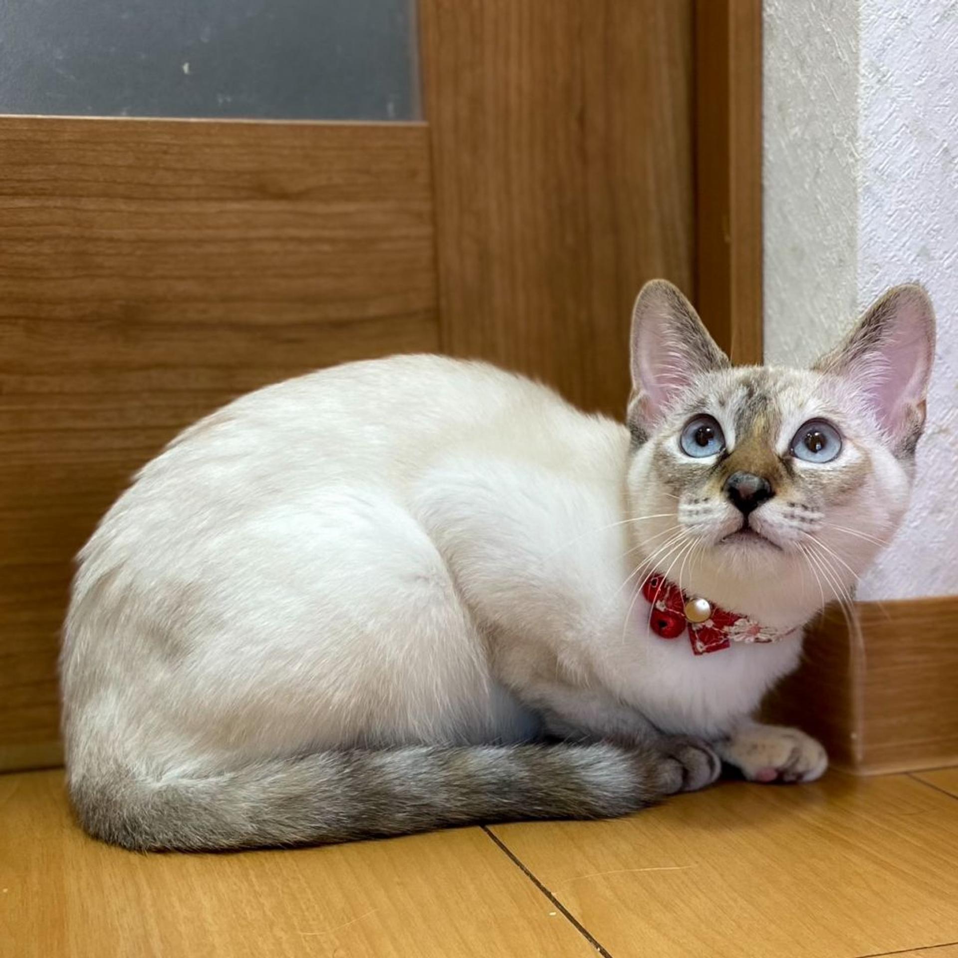 pet-image-3