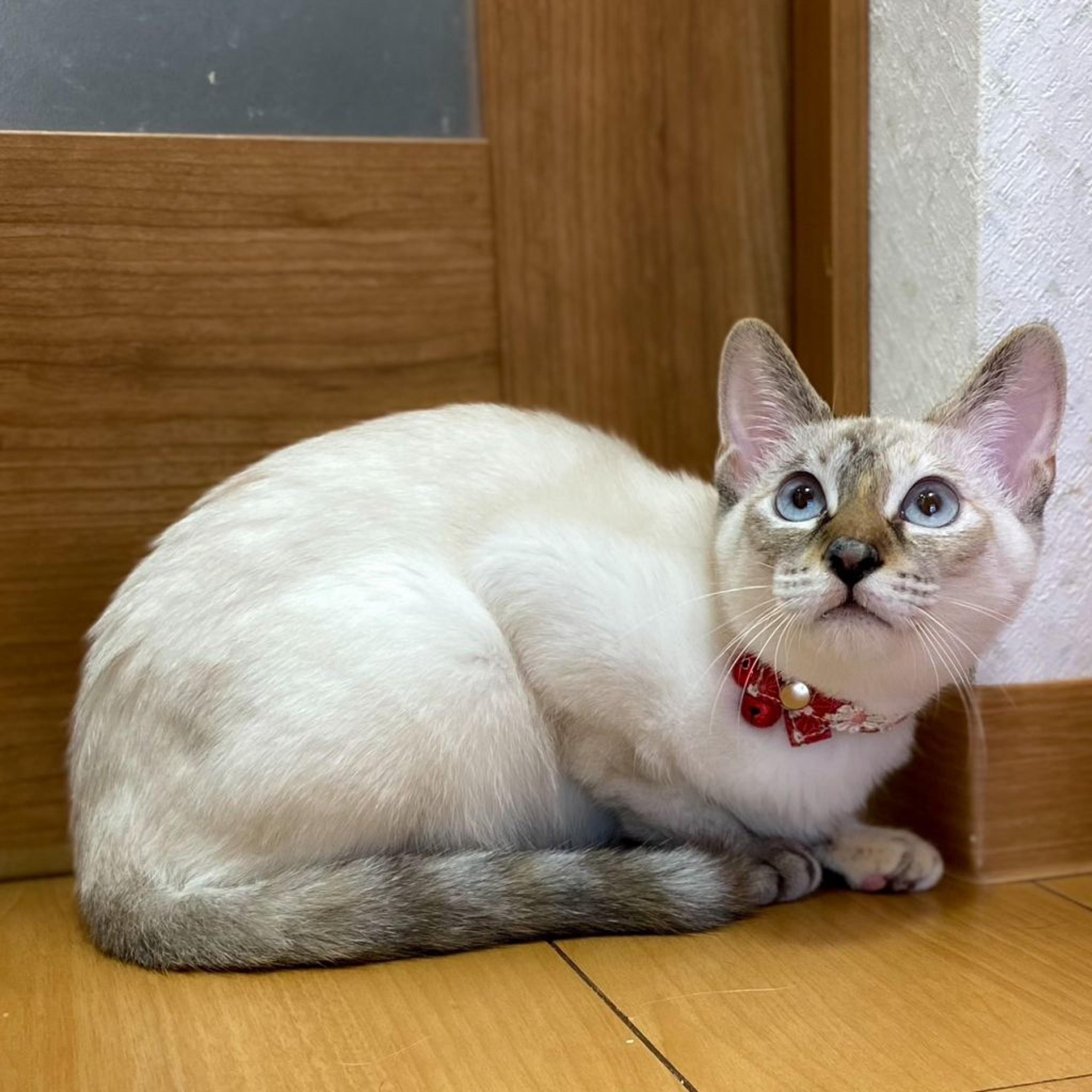 pet-image-3