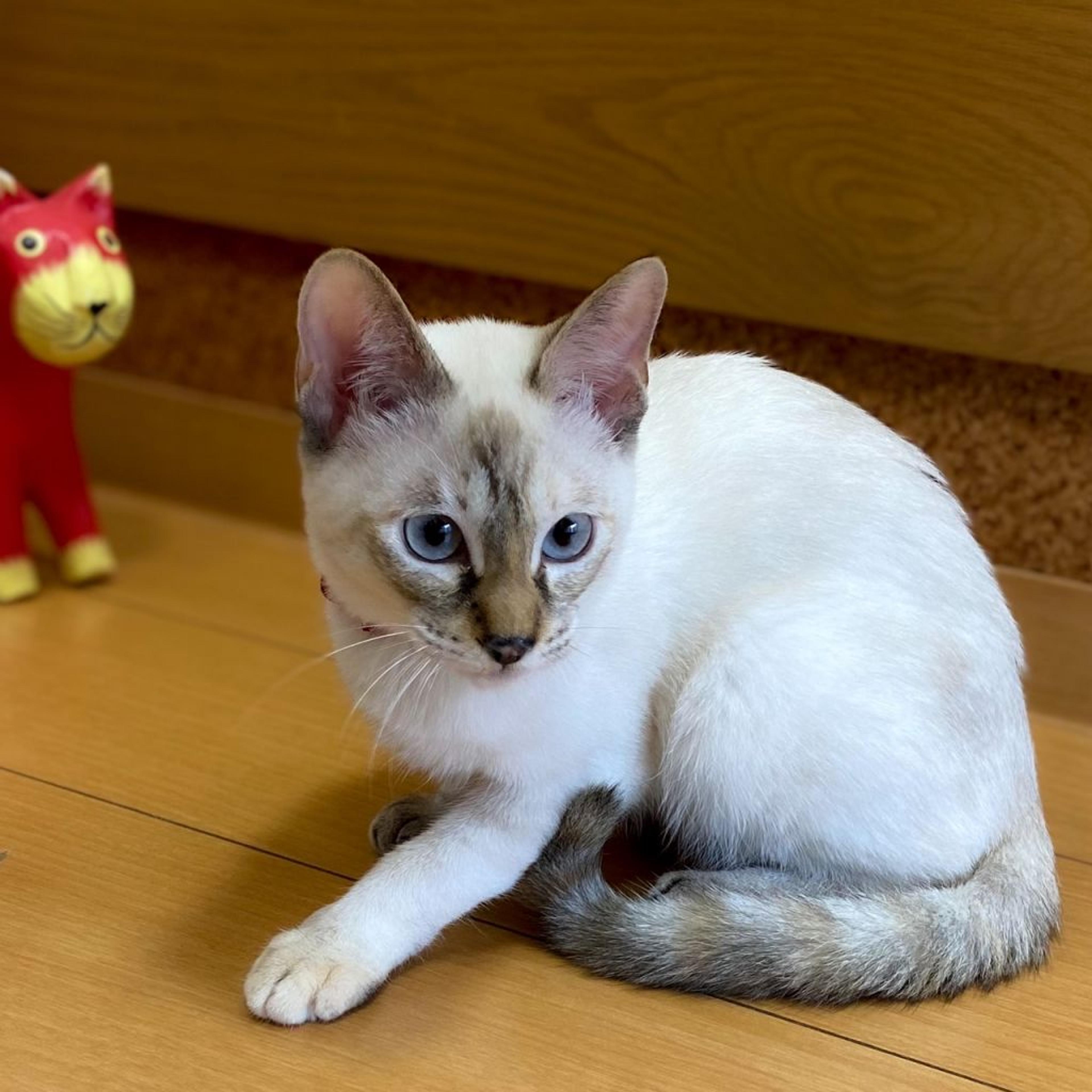 pet-image-4
