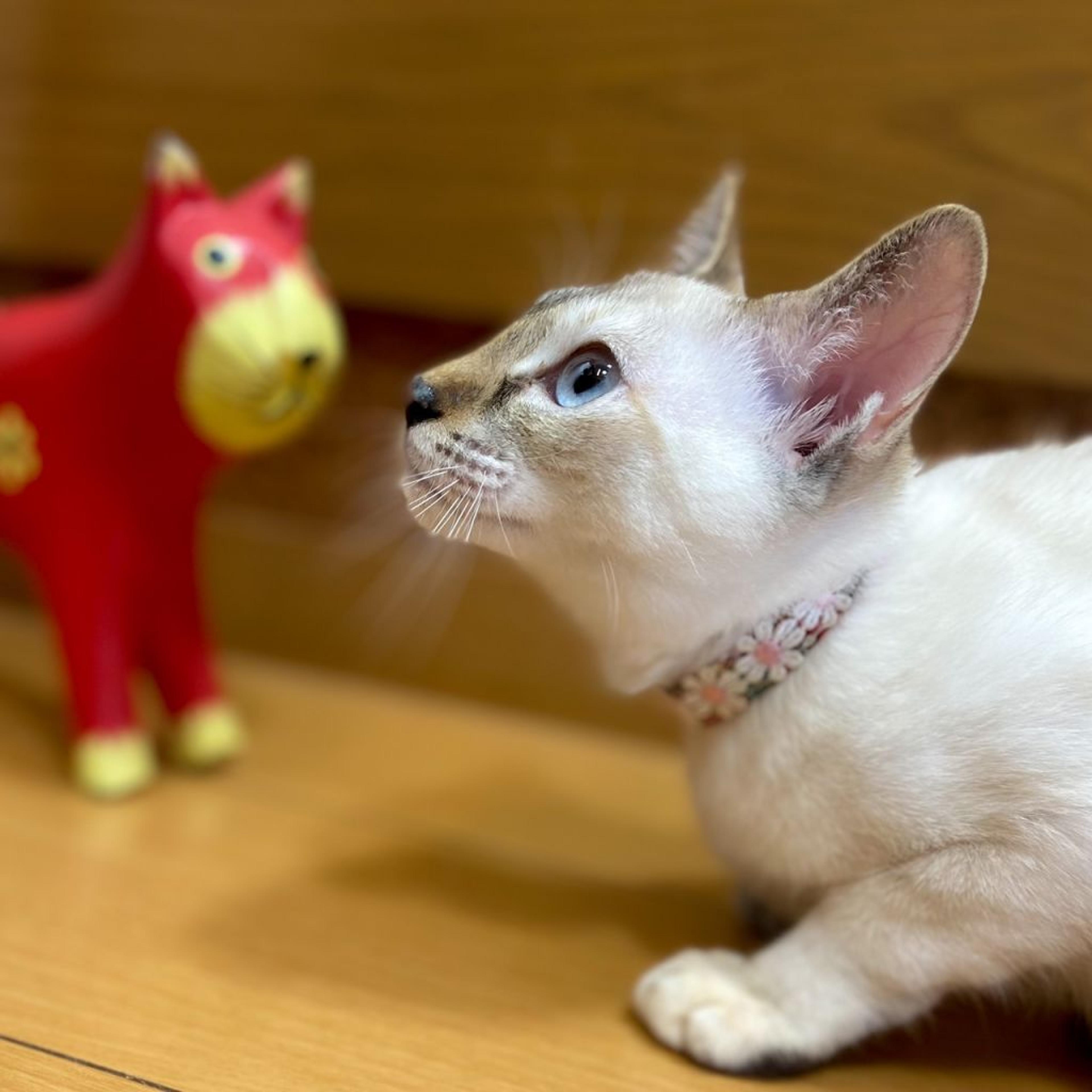 pet-image-5
