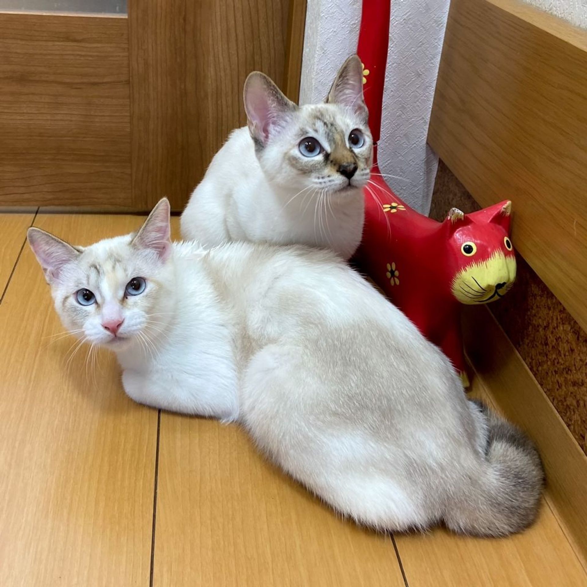 雑種（ミックス猫）・メスの里親募集の写真