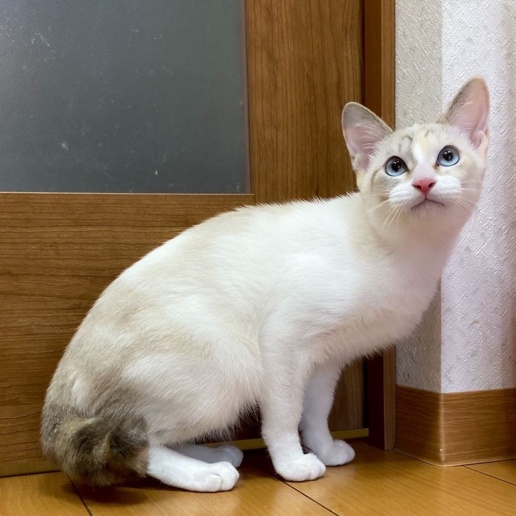 ラグドール風❤ブルーアイ✨人馴れも抜群♪ | 雑種（ミックス猫