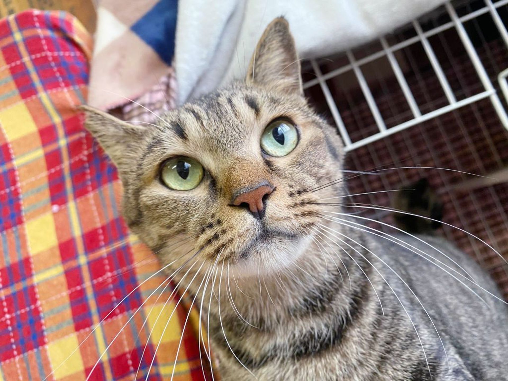 雑種（ミックス猫）・オスの里親募集の写真