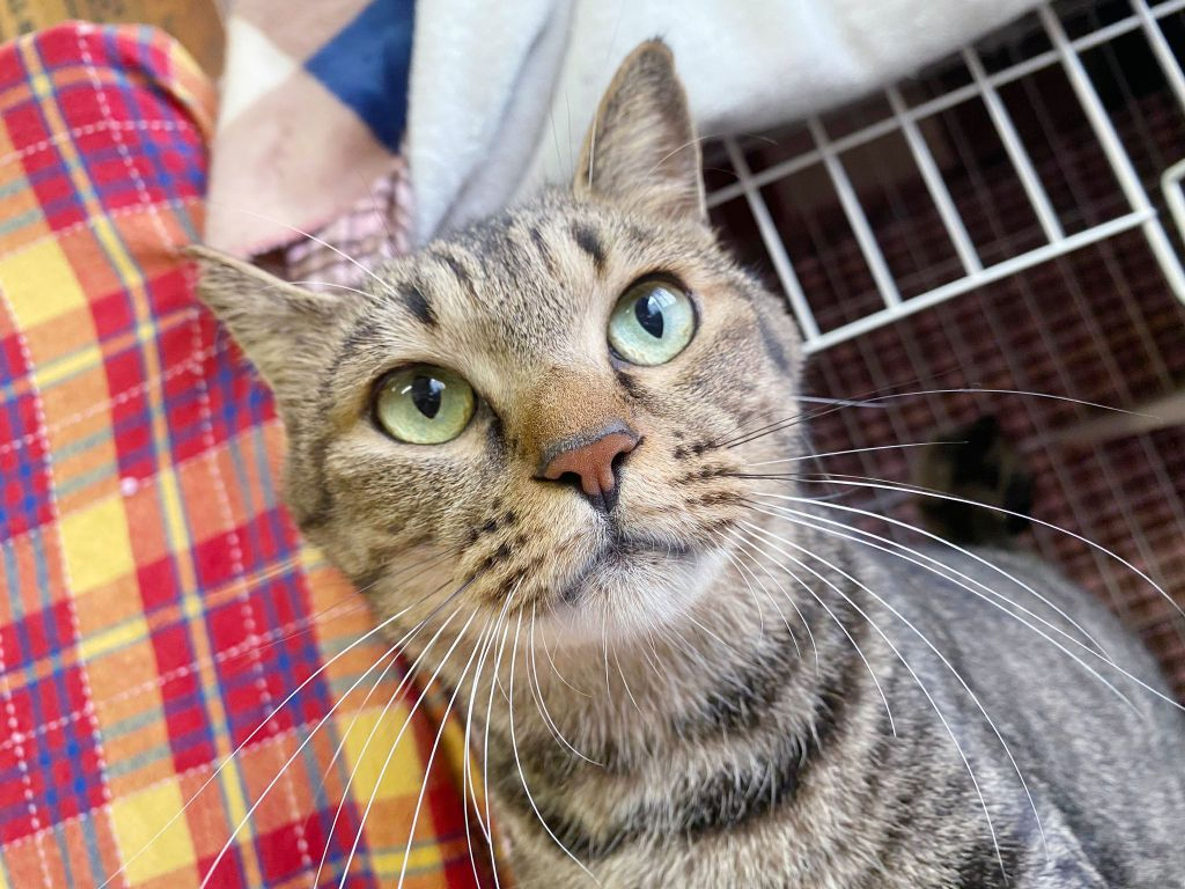 雑種（ミックス猫）・オスの里親募集の写真