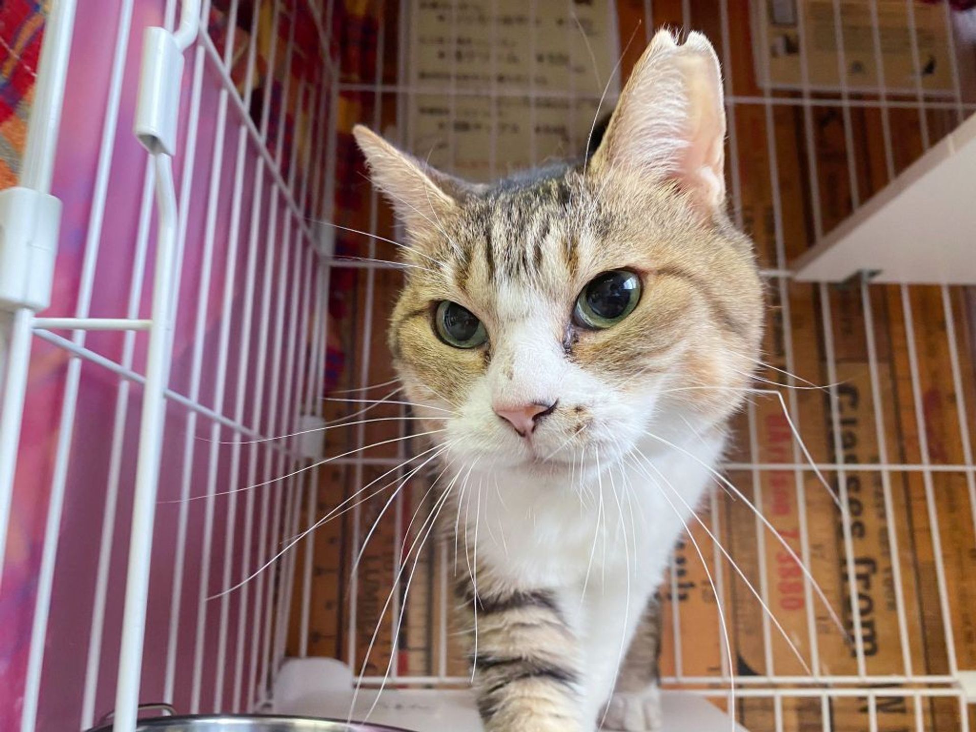 雑種（ミックス猫）・メスの里親募集の写真