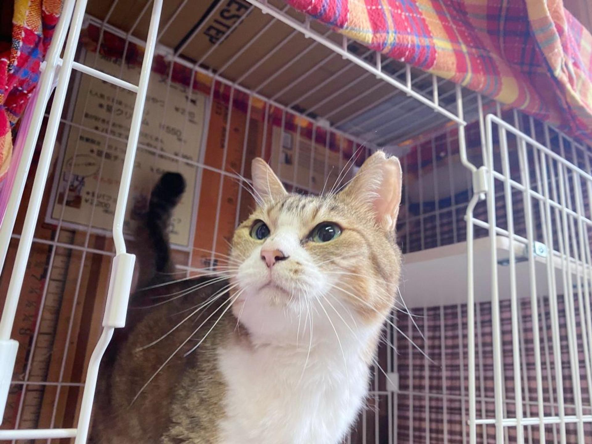 pet-image-5