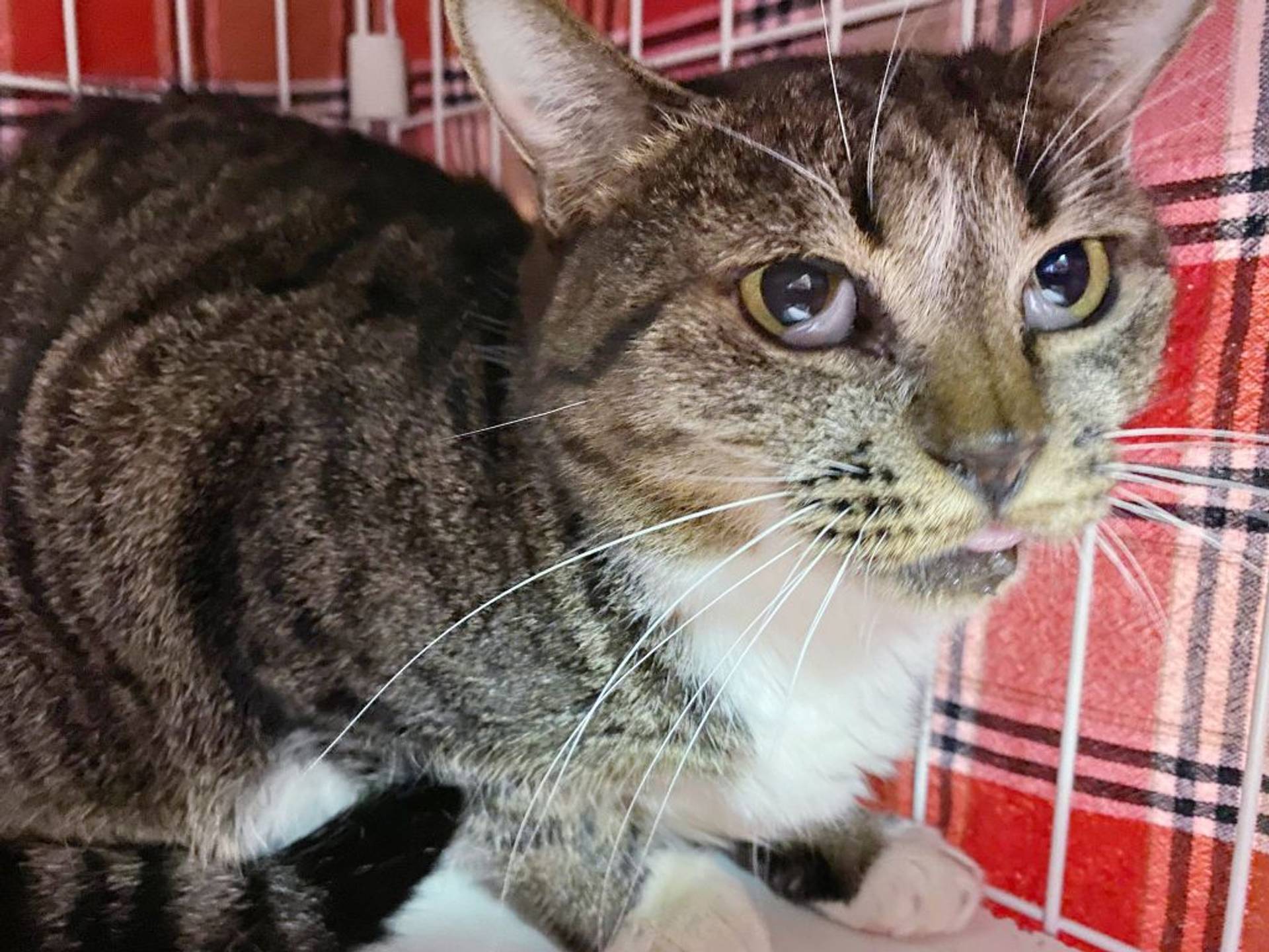 雑種（ミックス猫）・メスの里親募集の写真