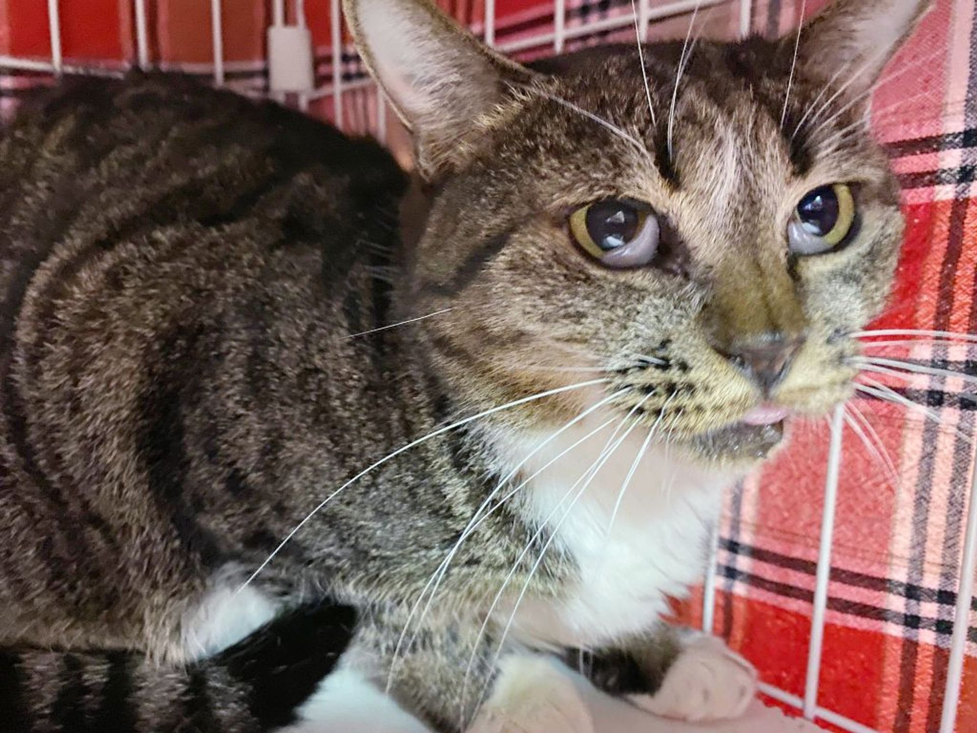 雑種（ミックス猫）・メスの里親募集の写真