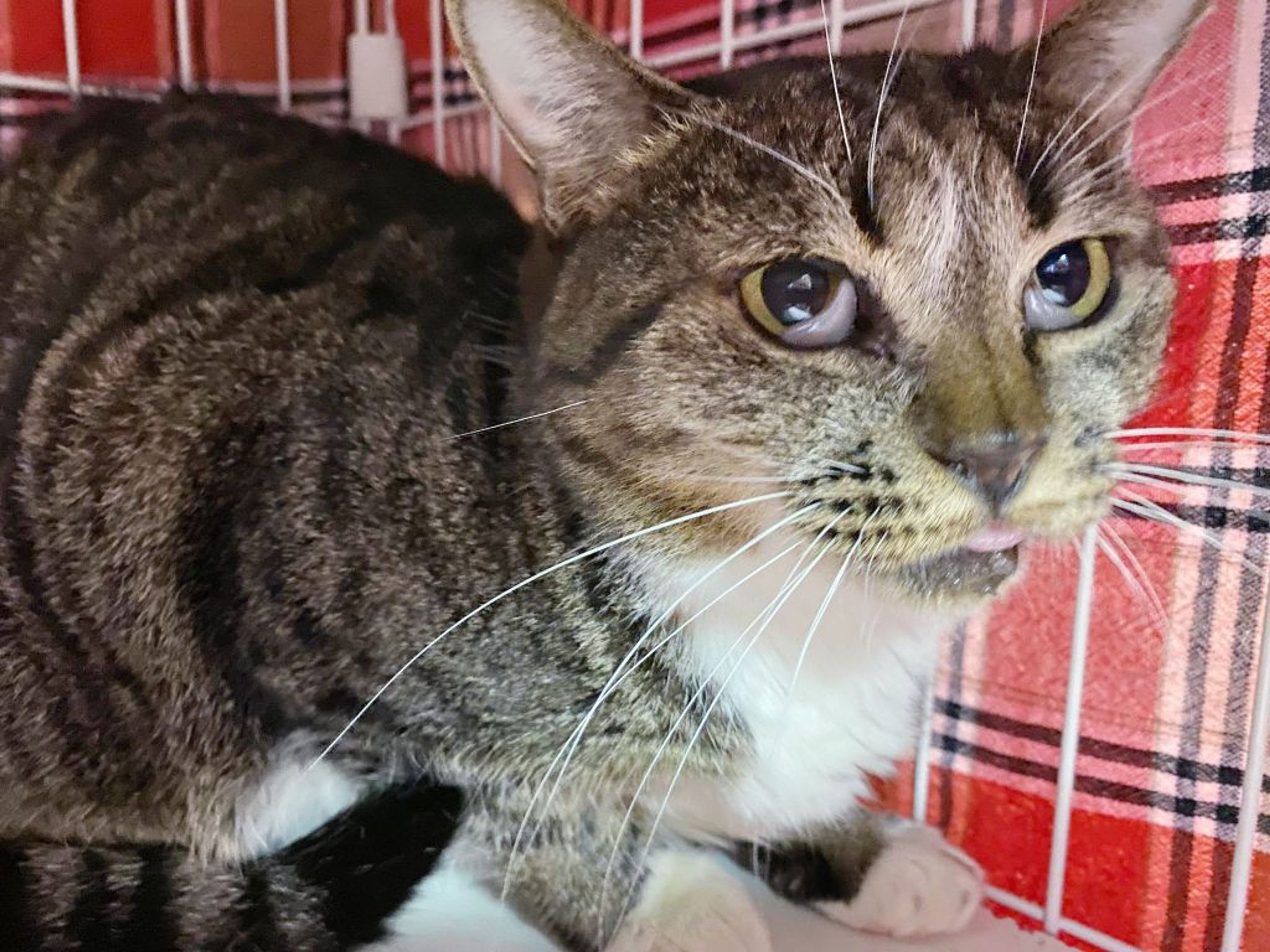 雑種（ミックス猫）・メスの里親募集の写真