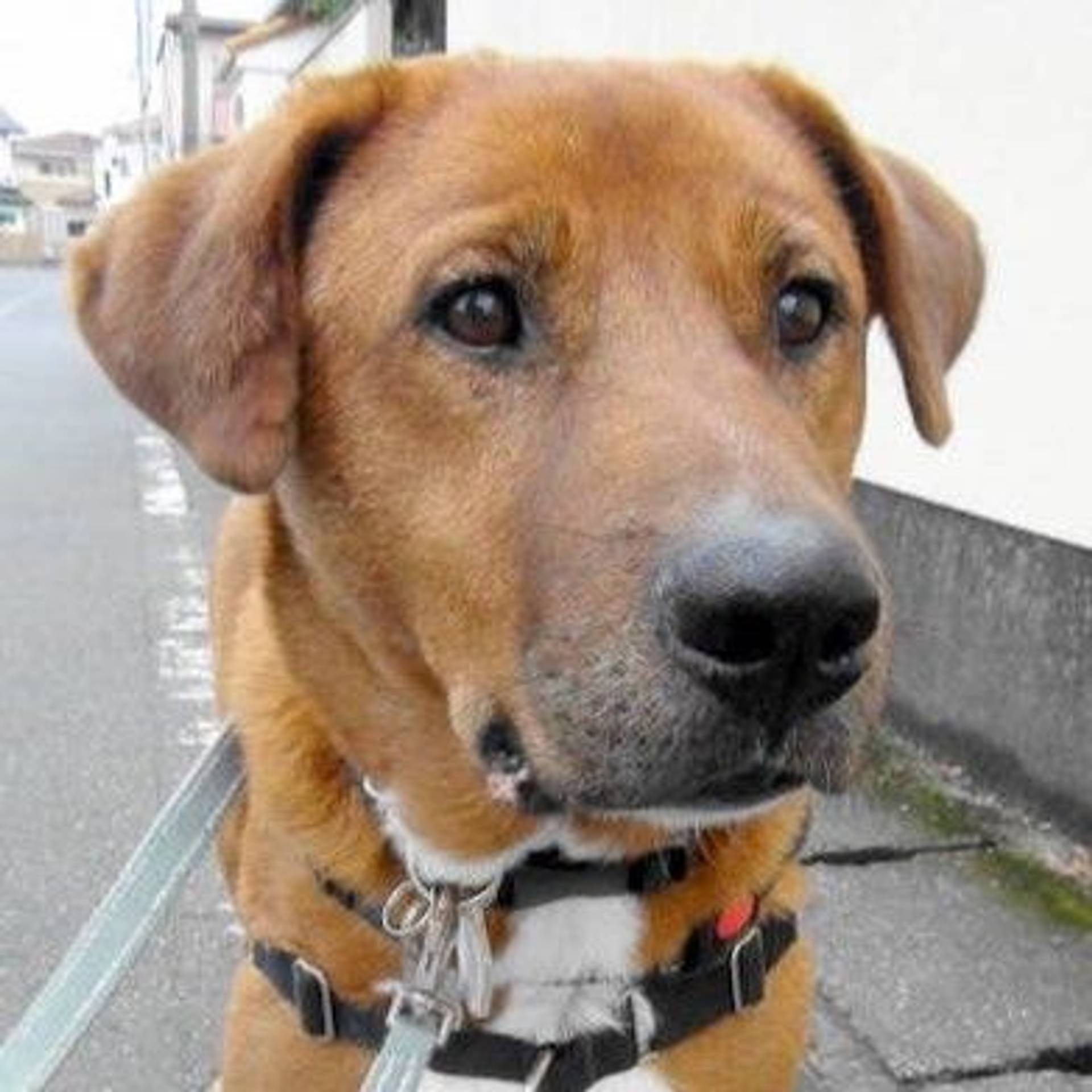 雑種（ミックス犬）・オスの里親募集の写真