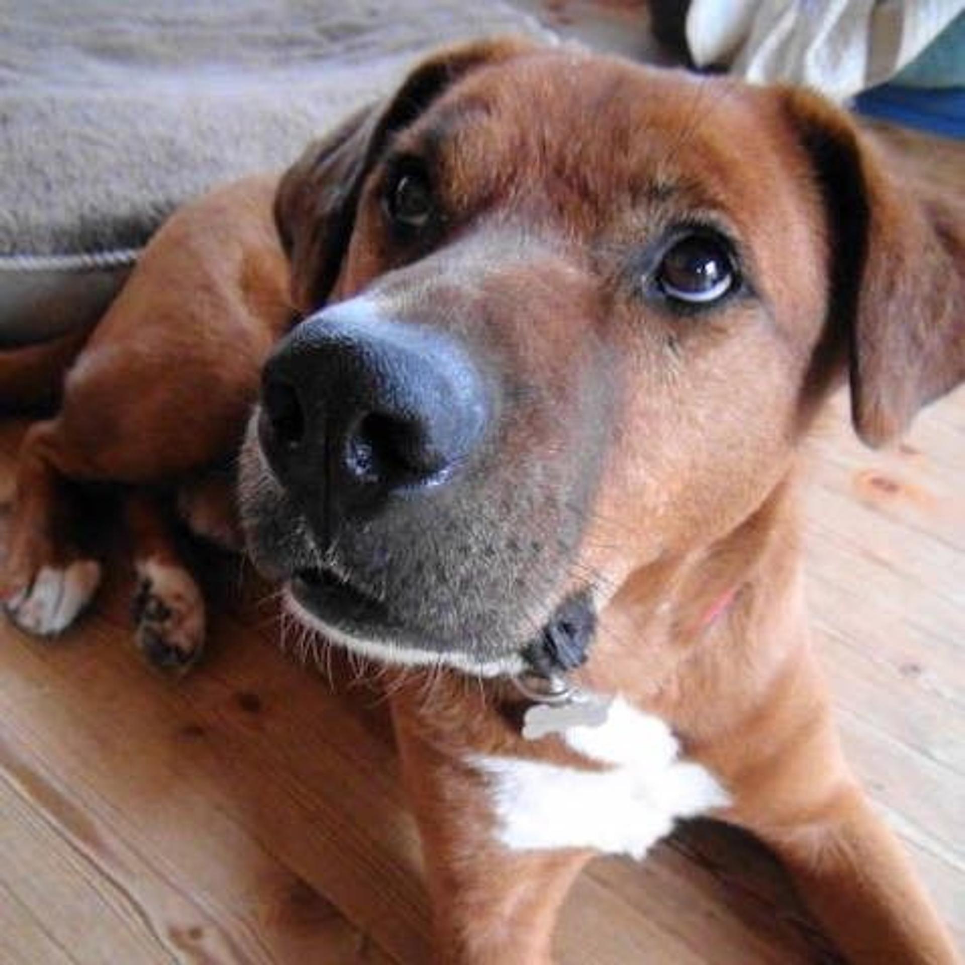 pet-image-2