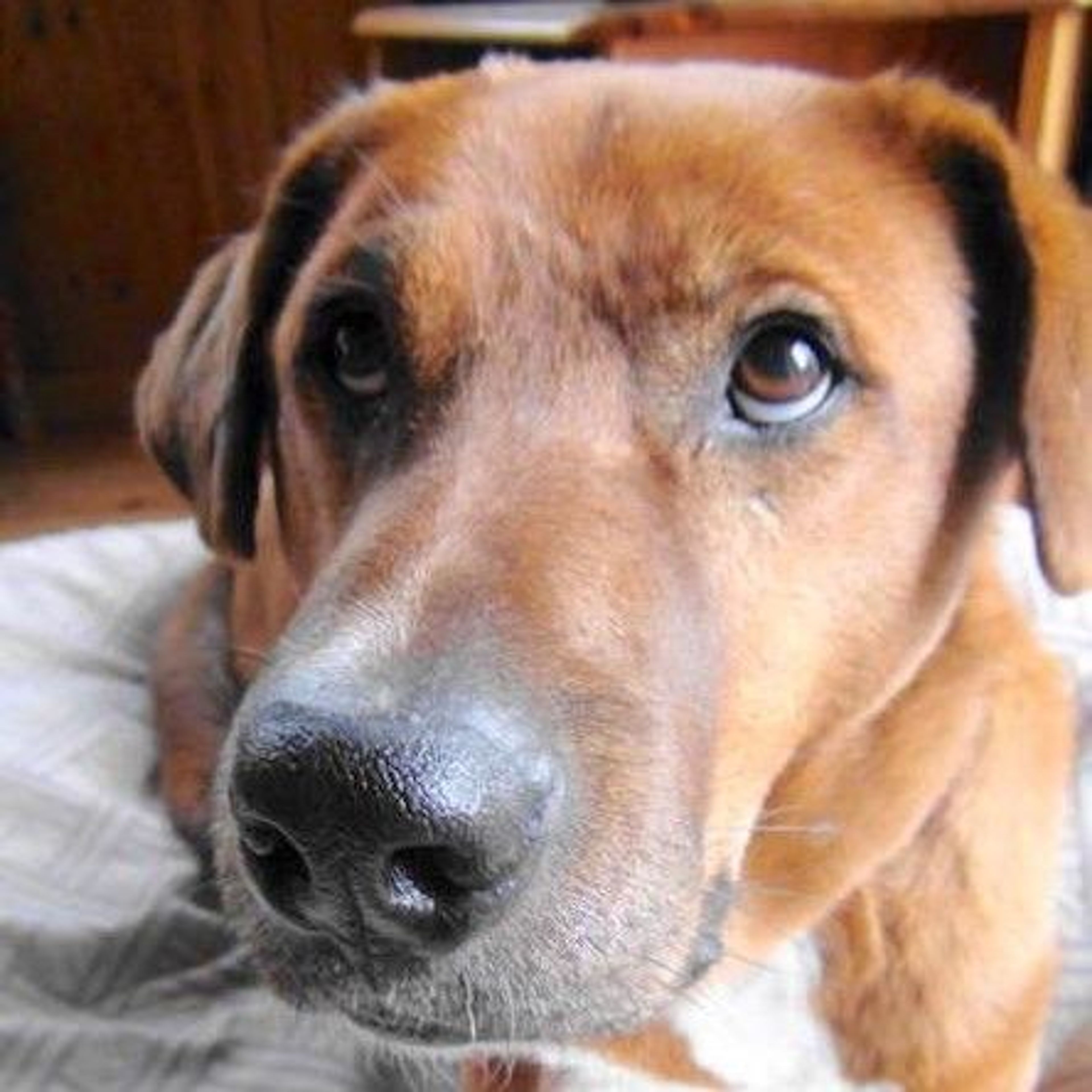 pet-image-3