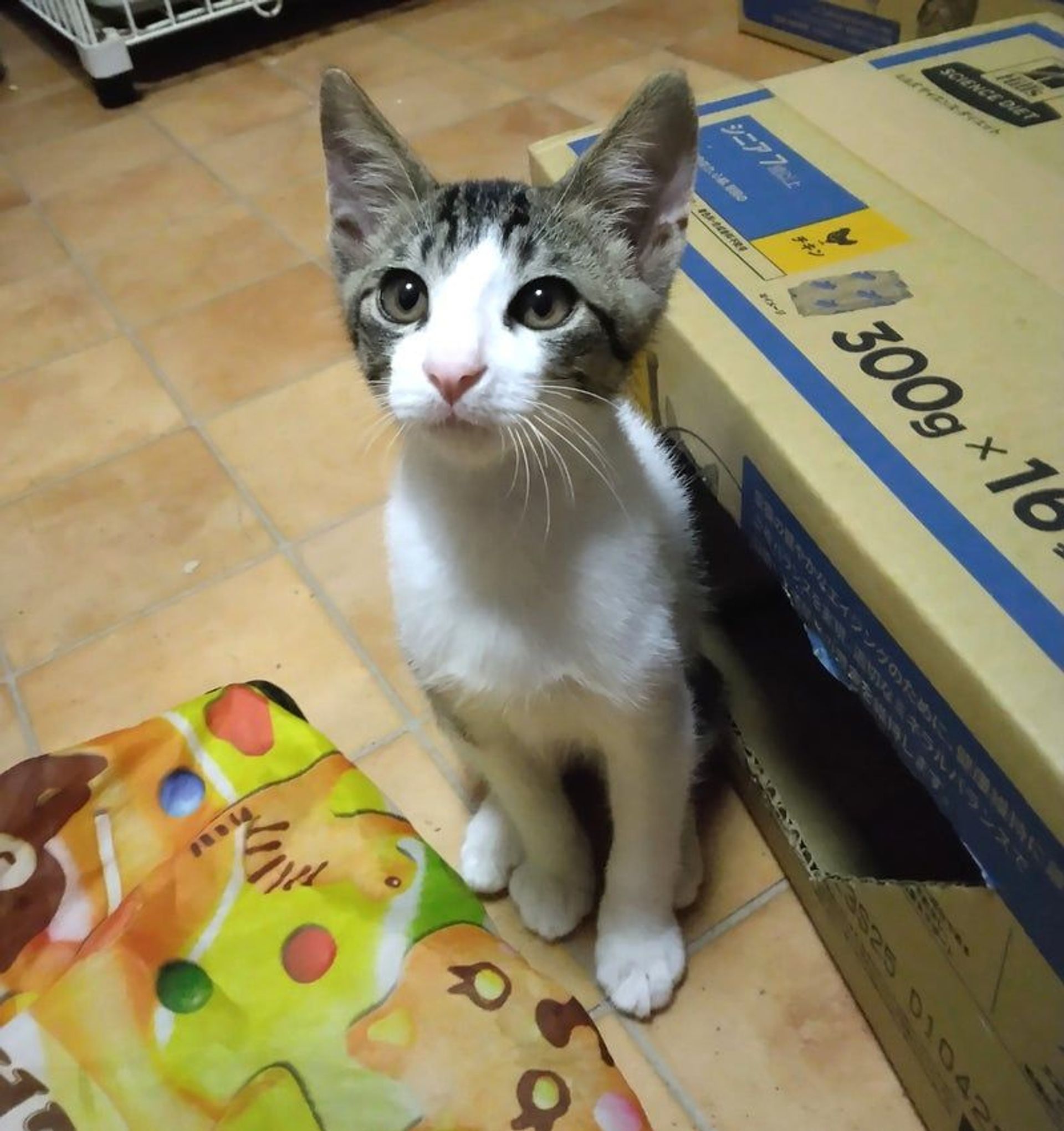雑種（ミックス猫）・オスの里親募集の写真