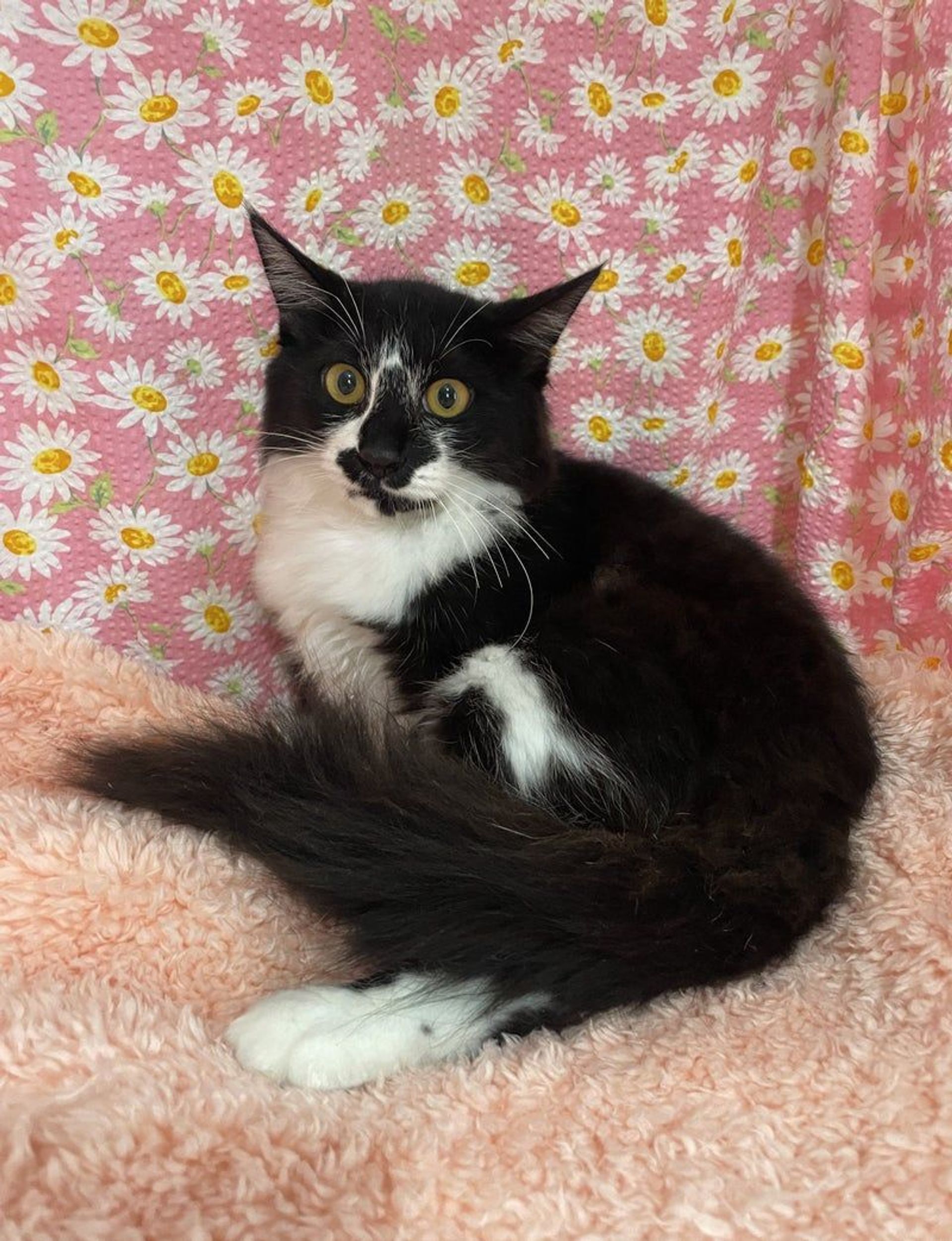 雑種（ミックス猫）・オスの里親募集の写真