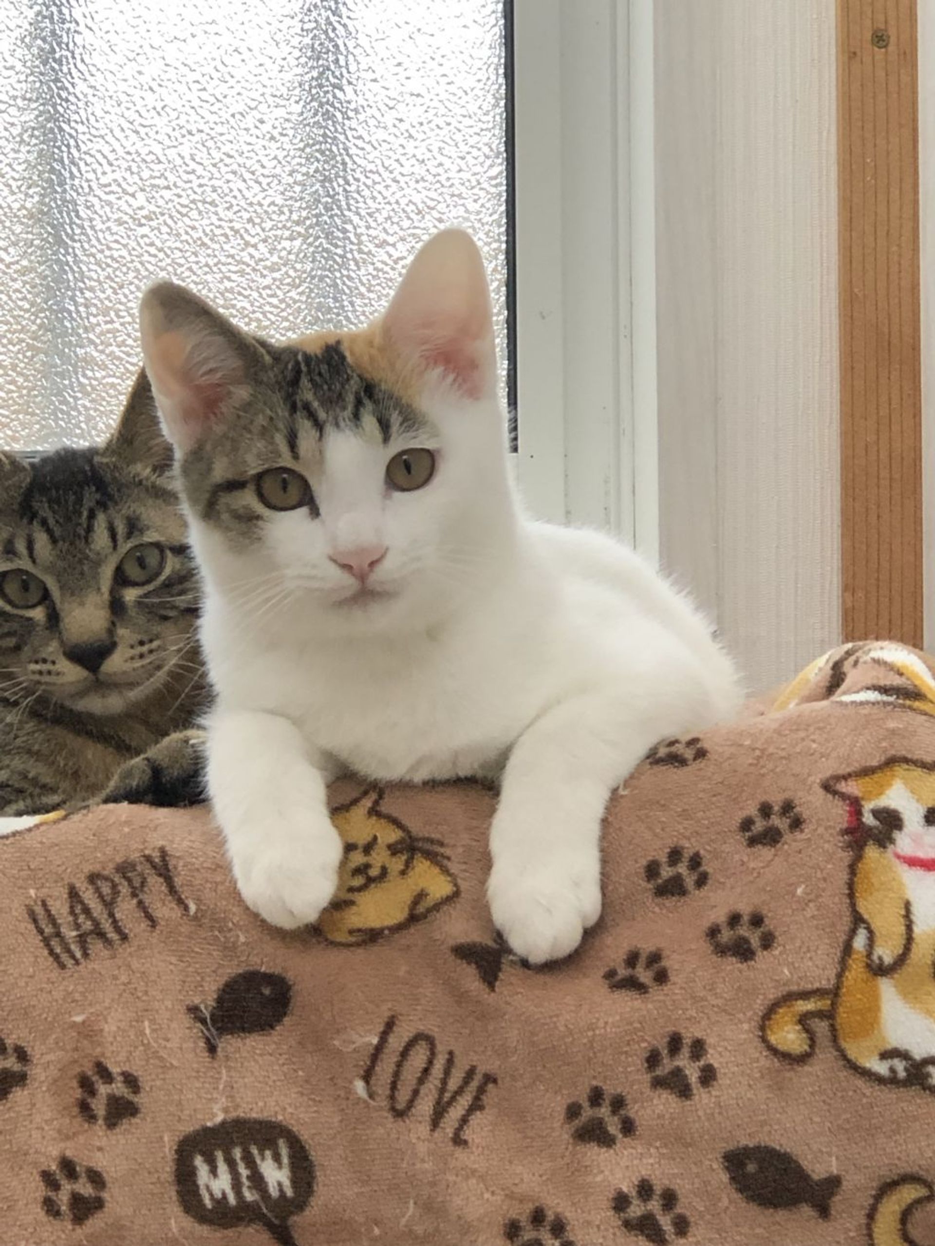 雑種（ミックス猫）・メスの里親募集の写真