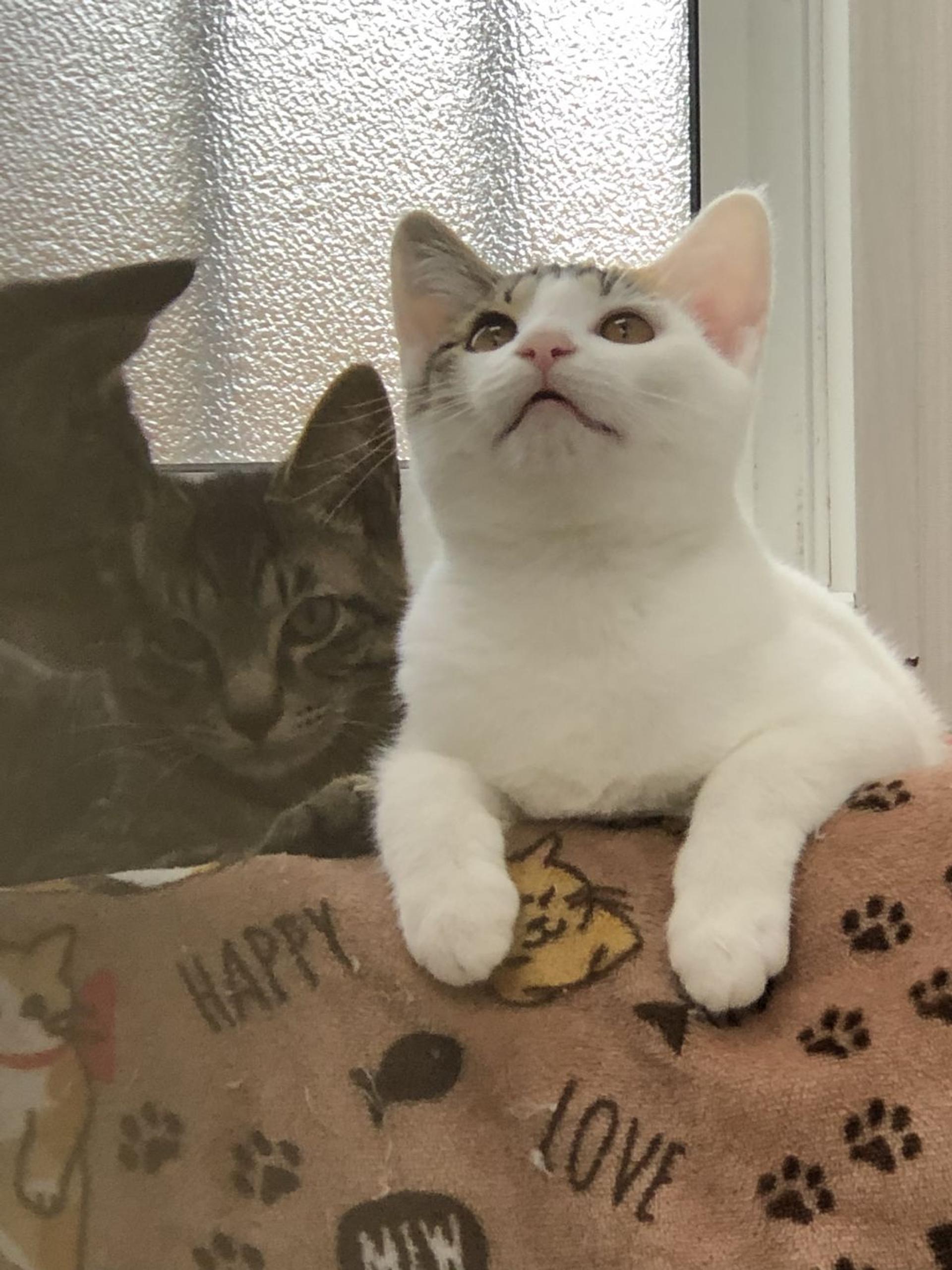 pet-image-2