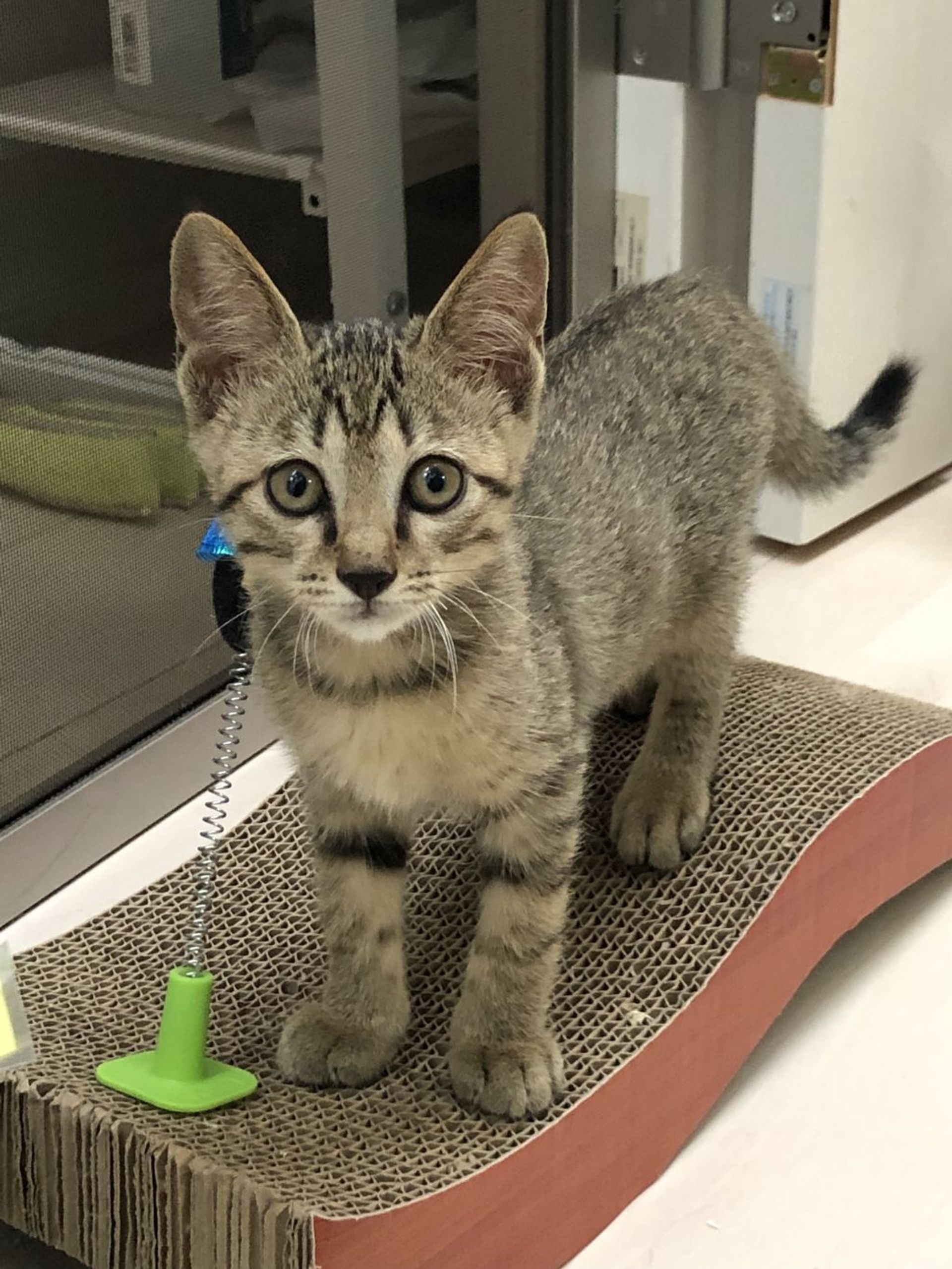 雑種（ミックス猫）・メスの里親募集の写真