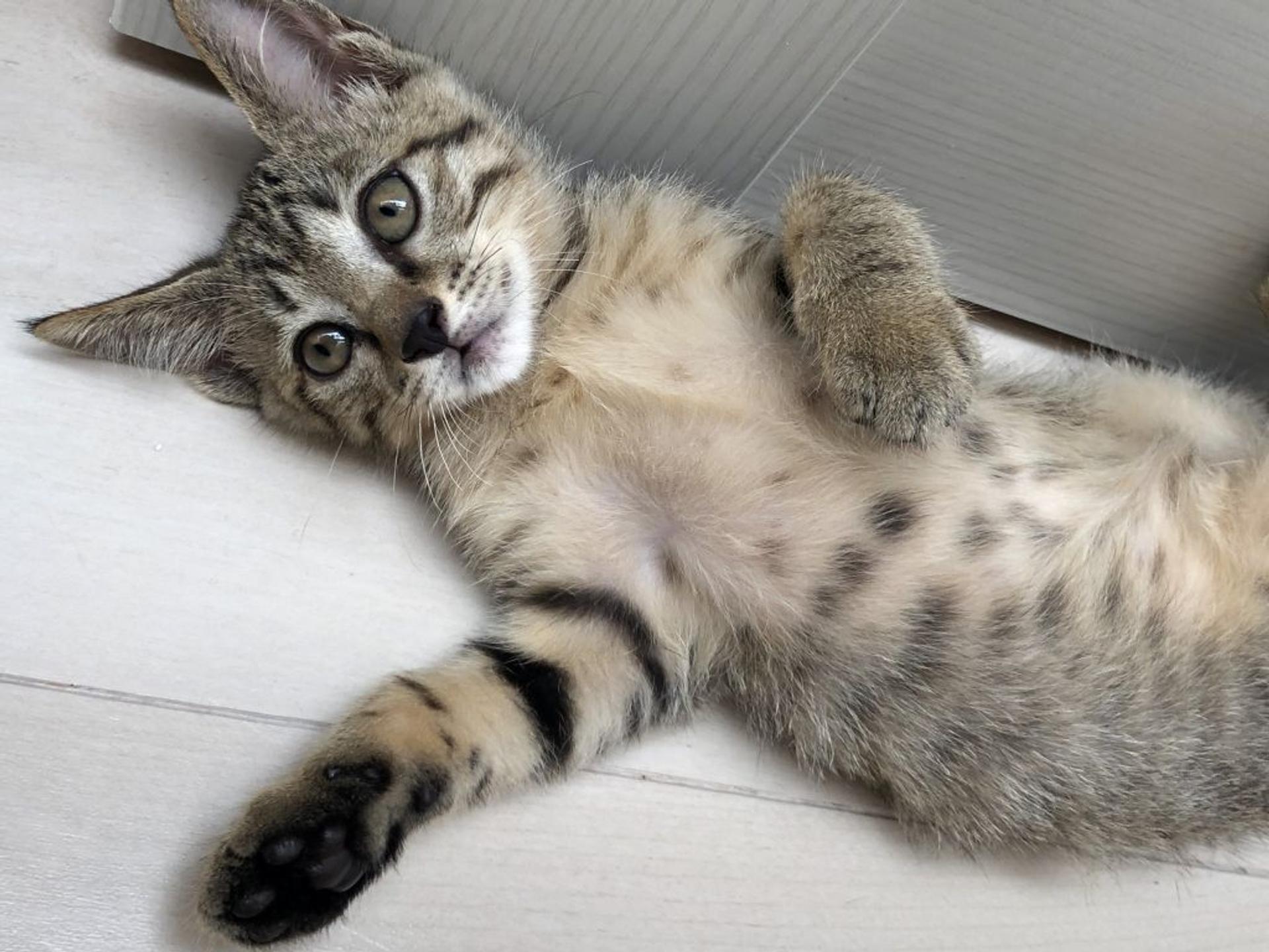 pet-image-2