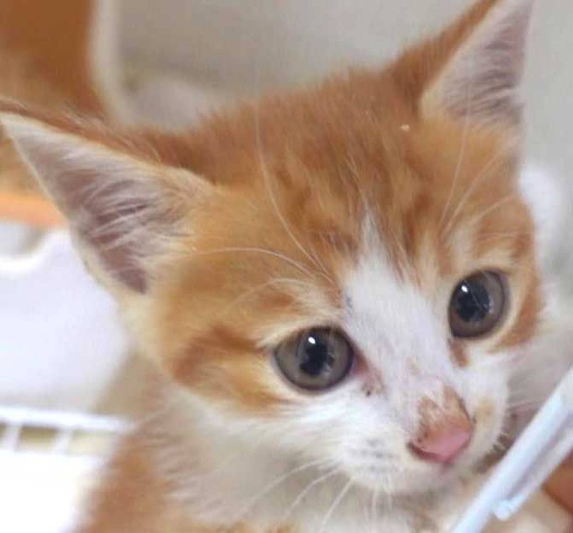 雑種（ミックス猫）・メスの里親募集の写真