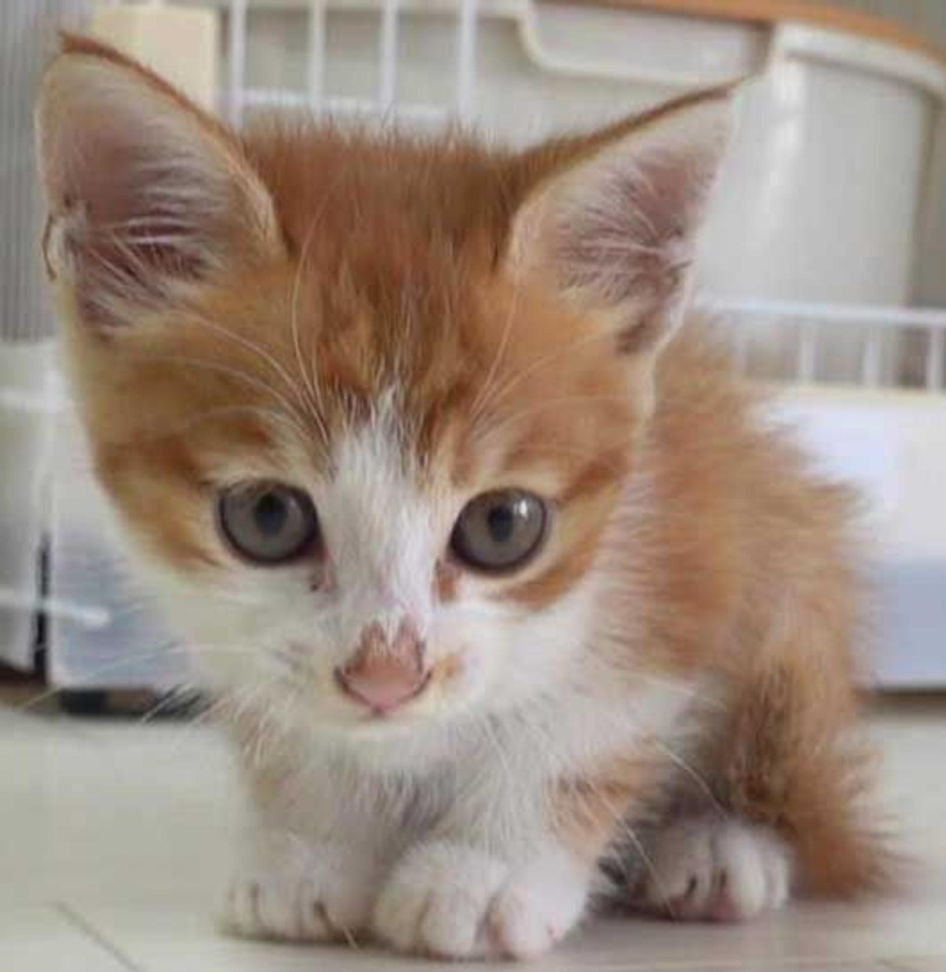 pet-image-2
