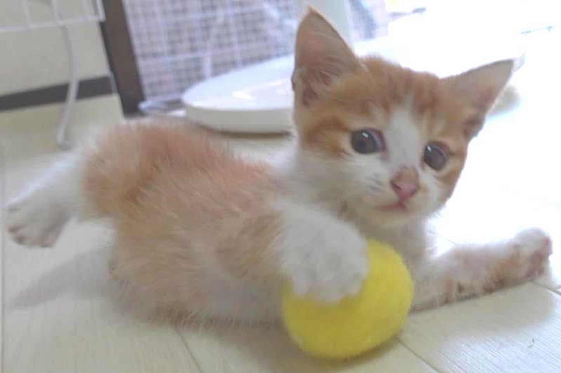 pet-image-3