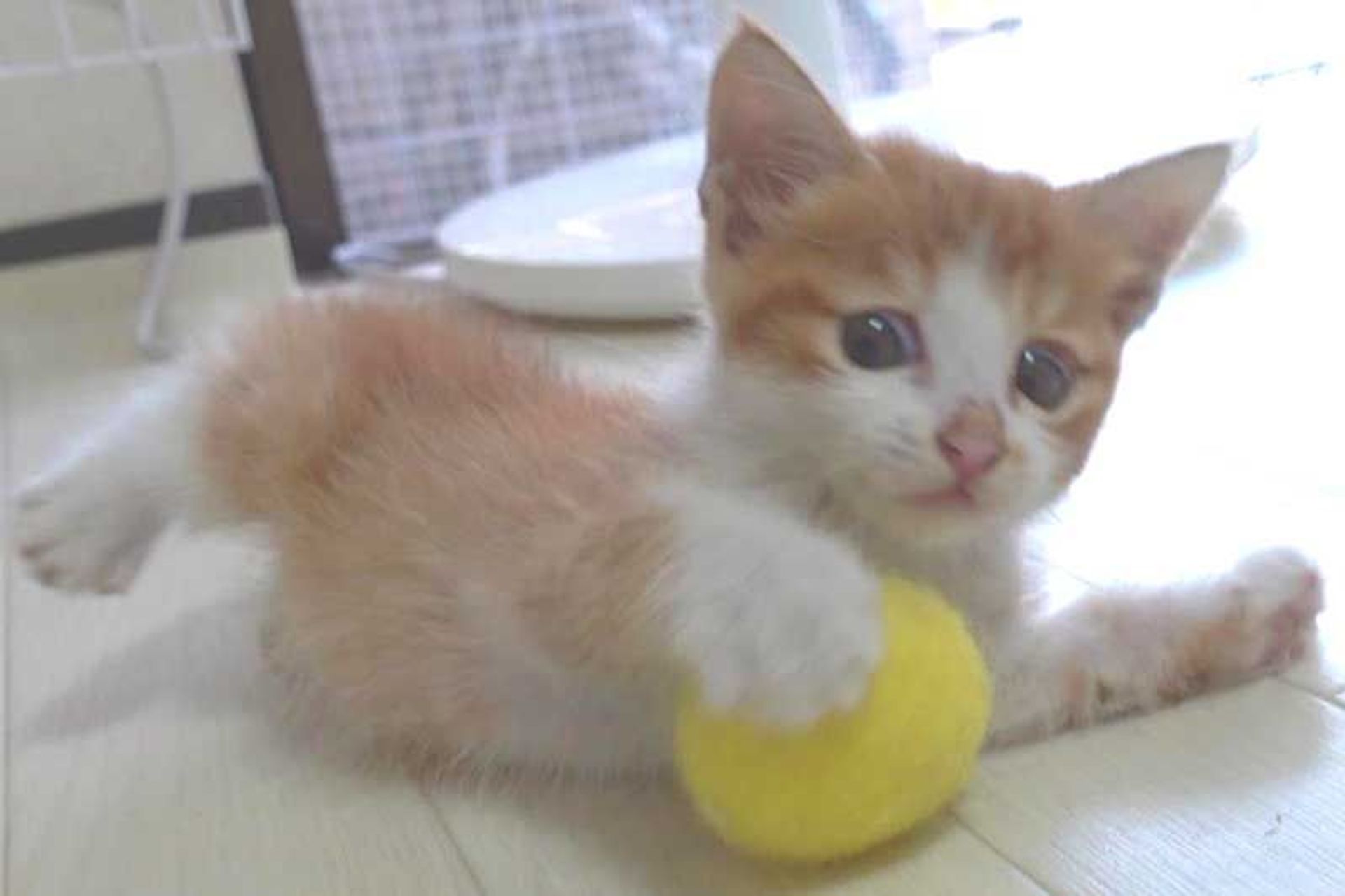 thumbnail-3