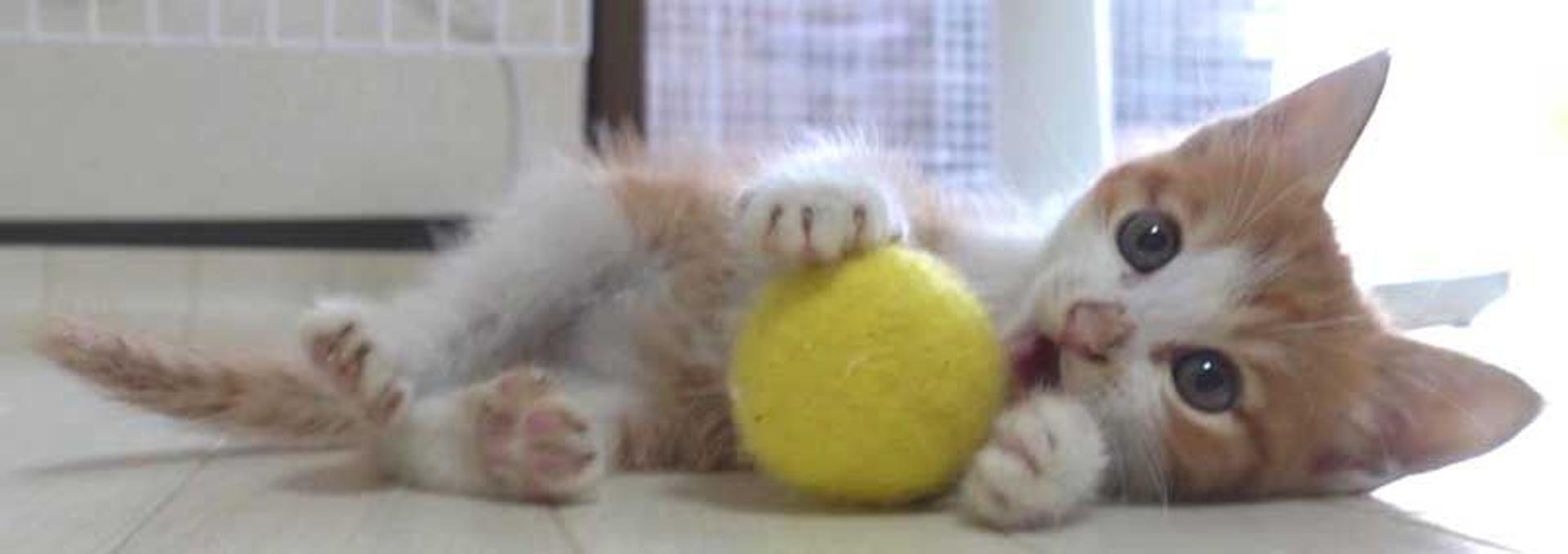 pet-image-4