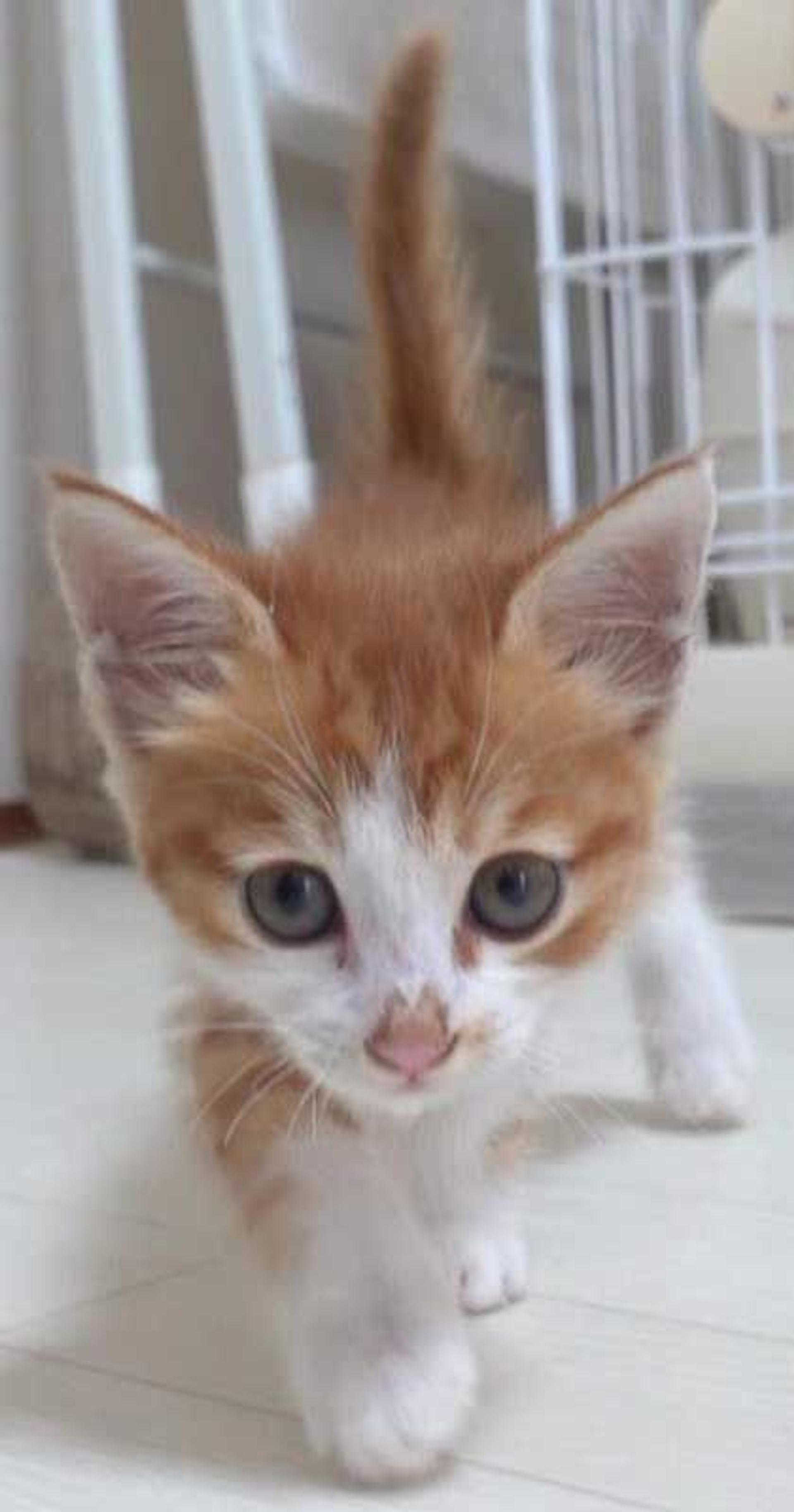 pet-image-5