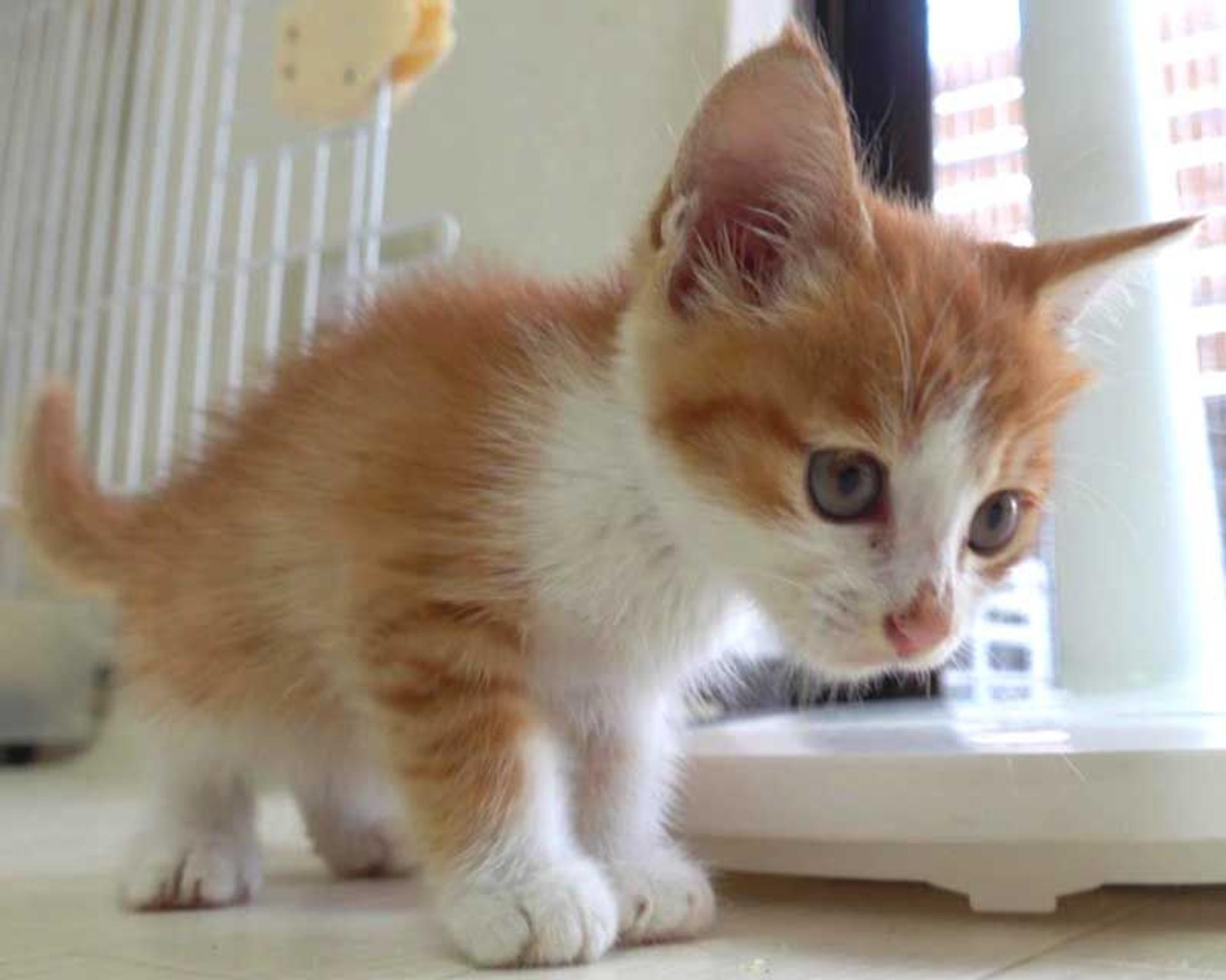 pet-image-7