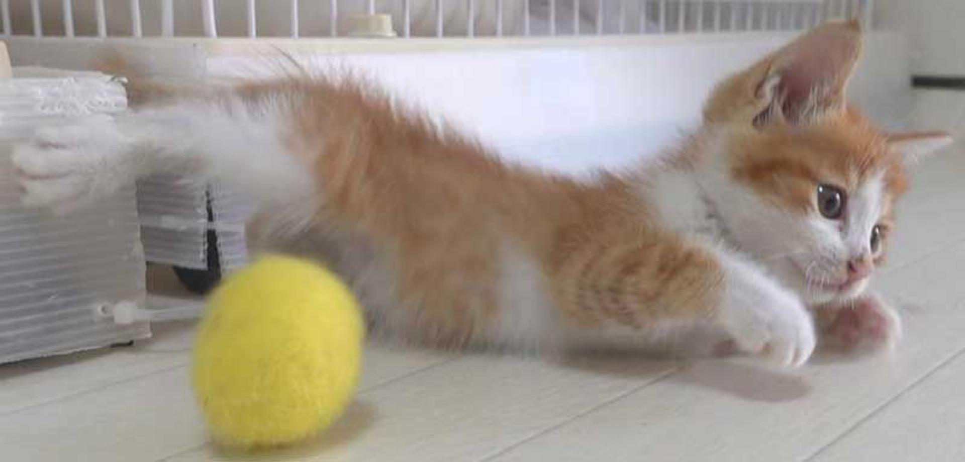 pet-image-8