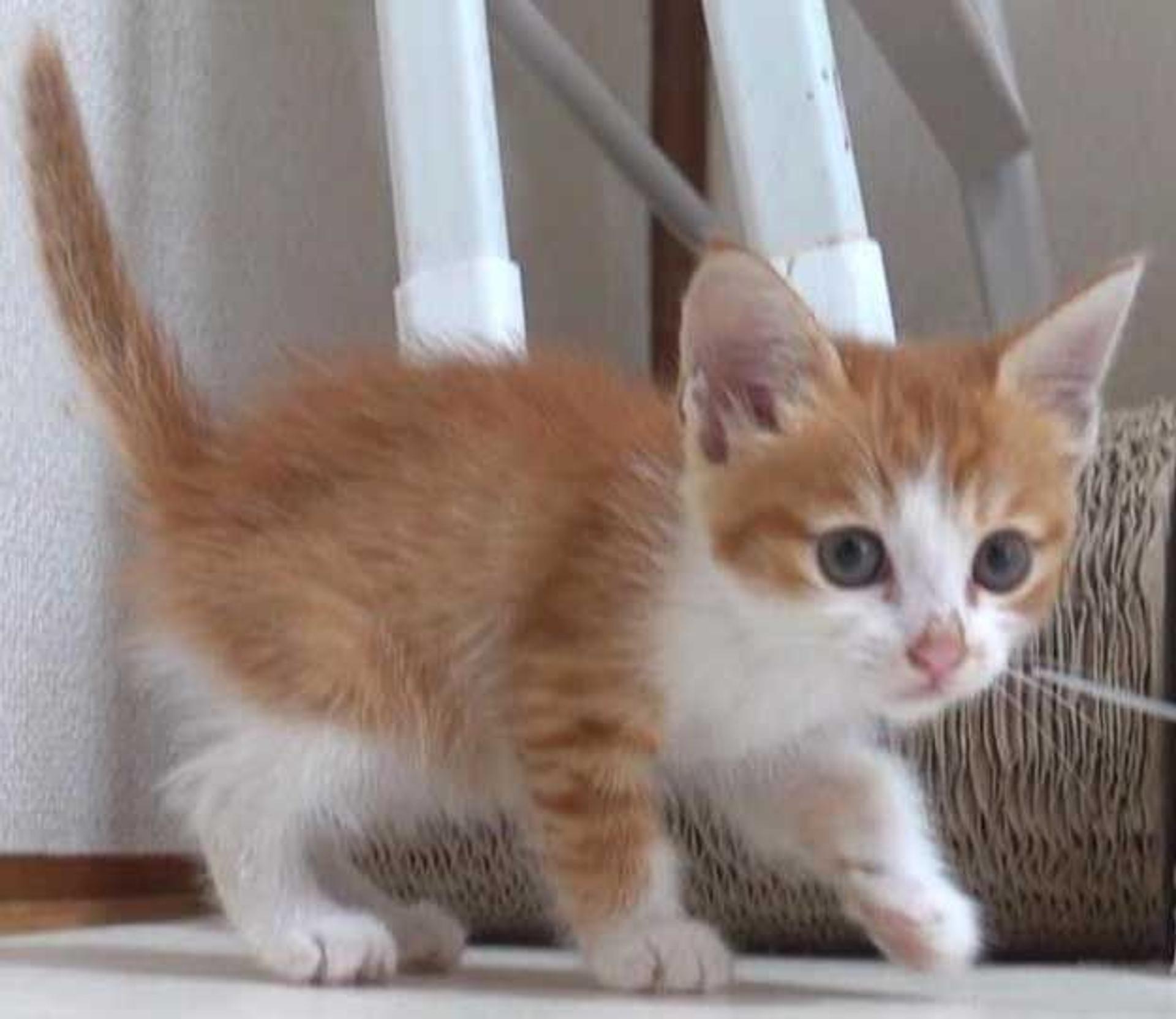 pet-image-9