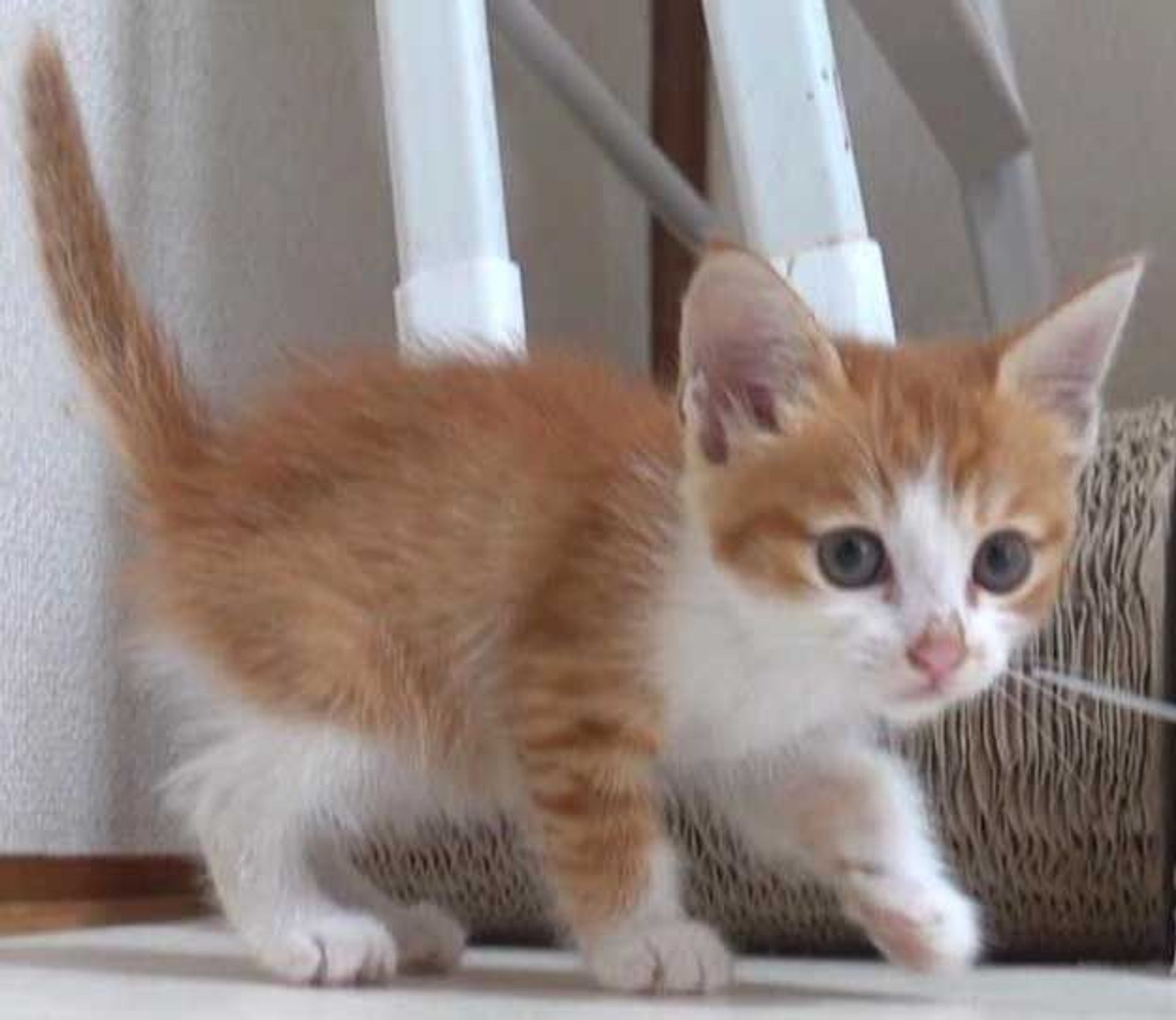 thumbnail-9