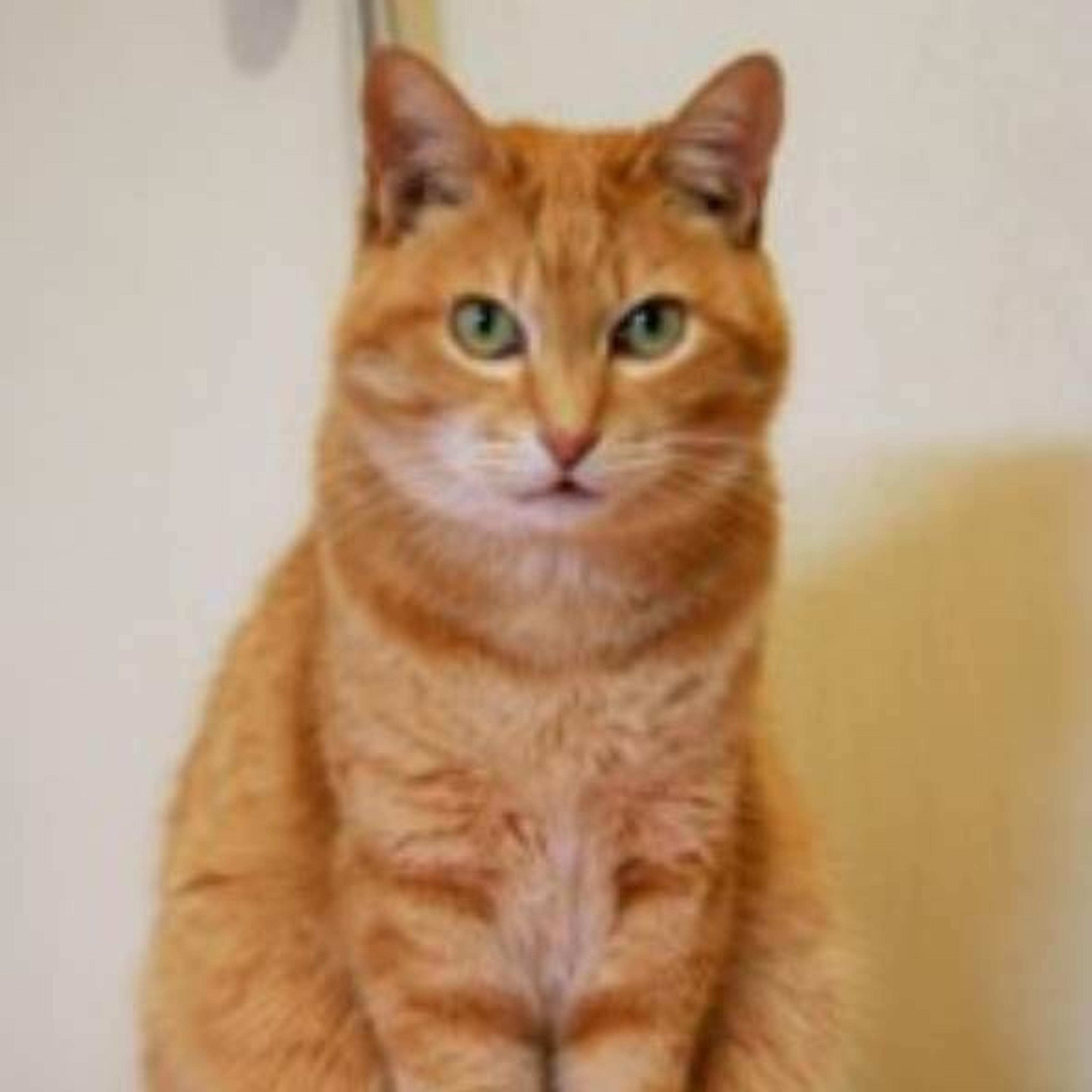 pet-image-2