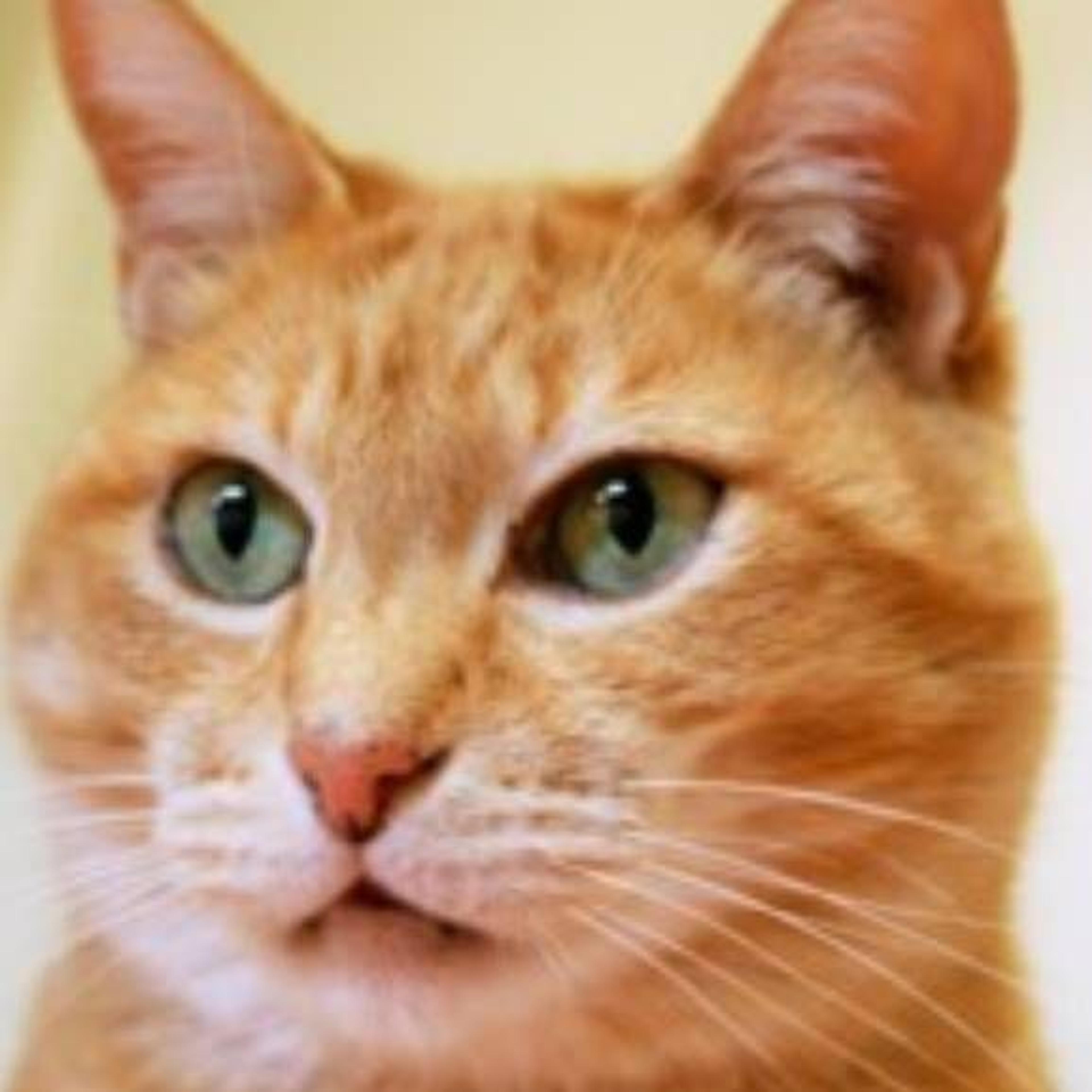 pet-image-3