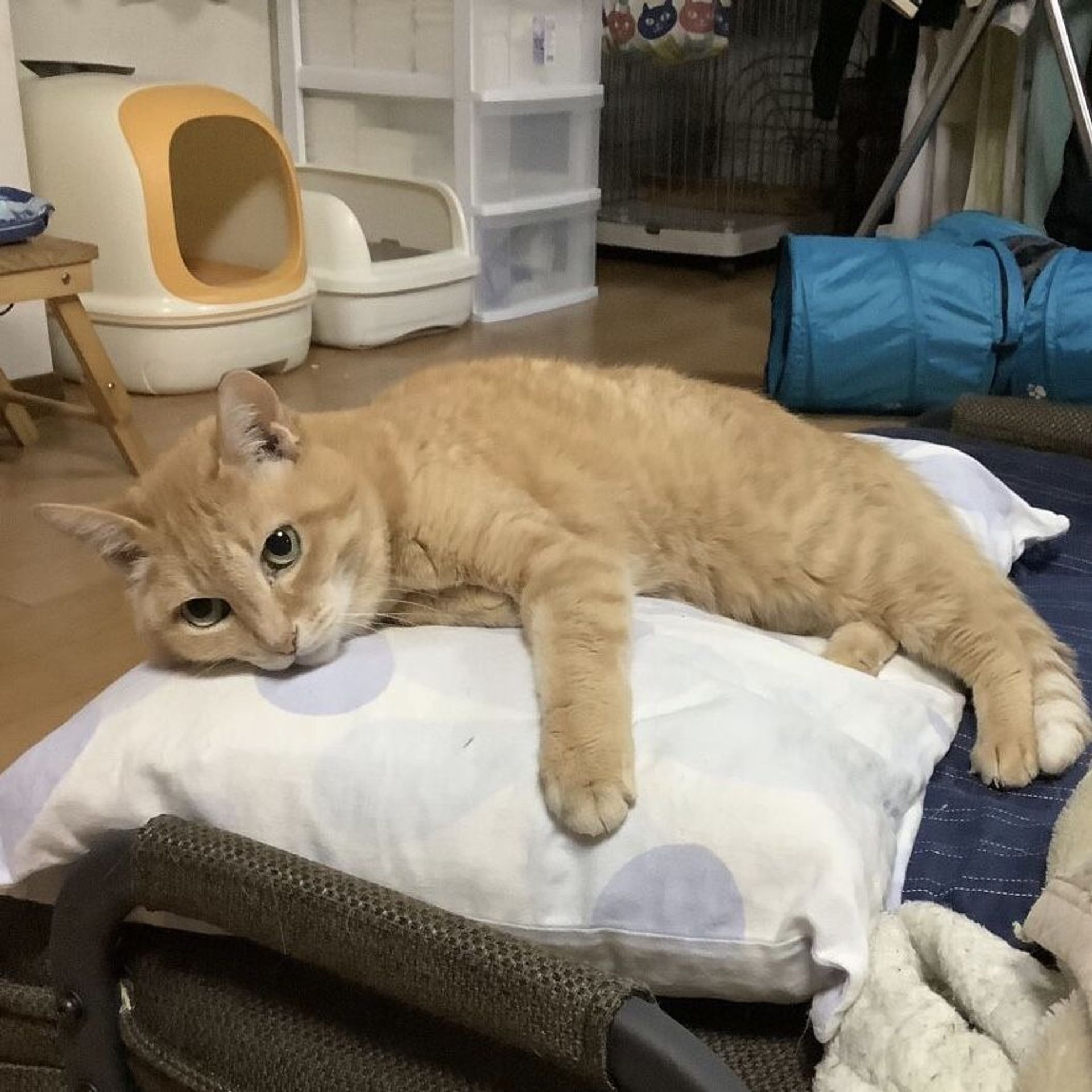 雑種（ミックス猫）・メスの里親募集の写真