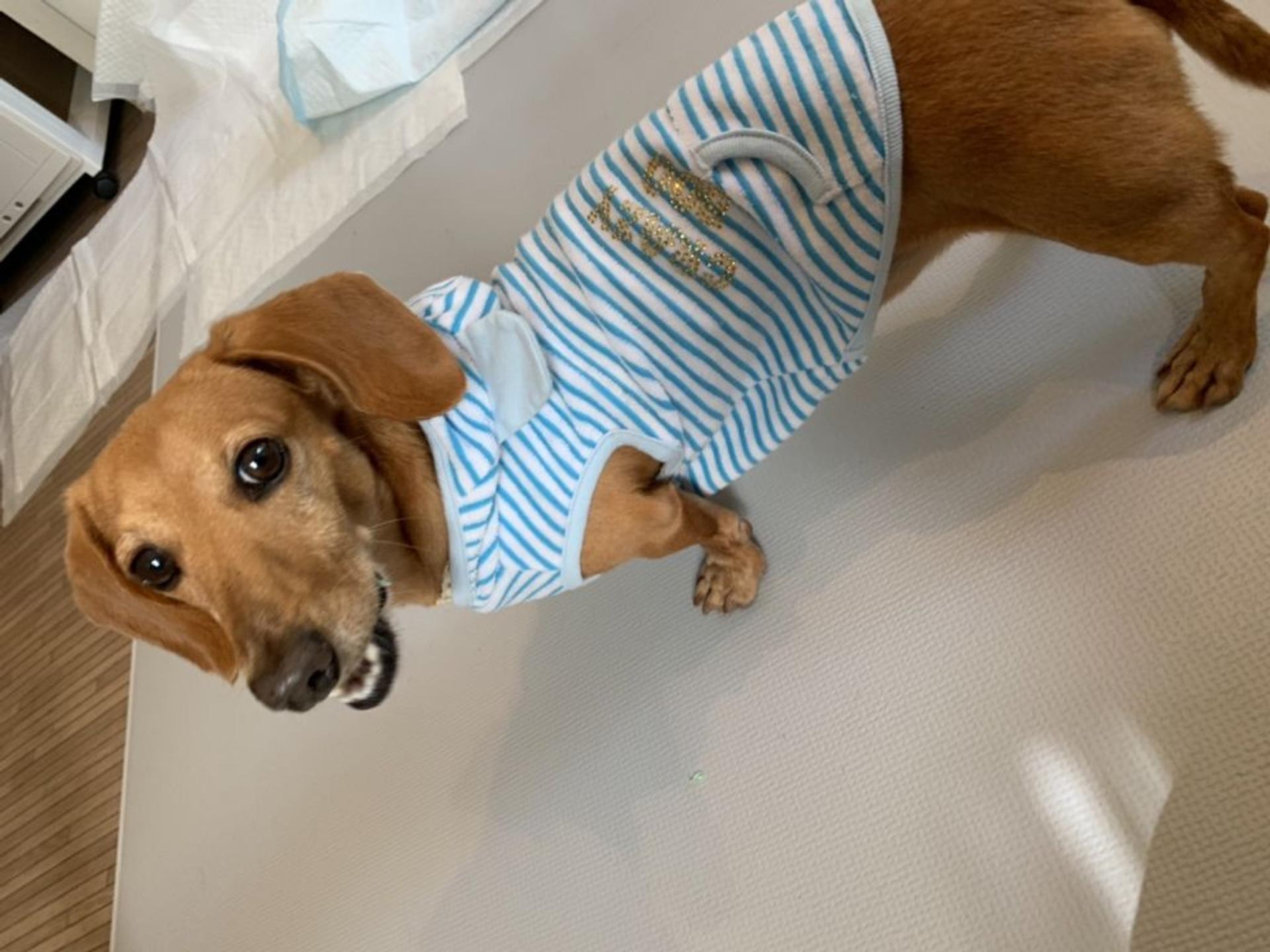 pet-image-6