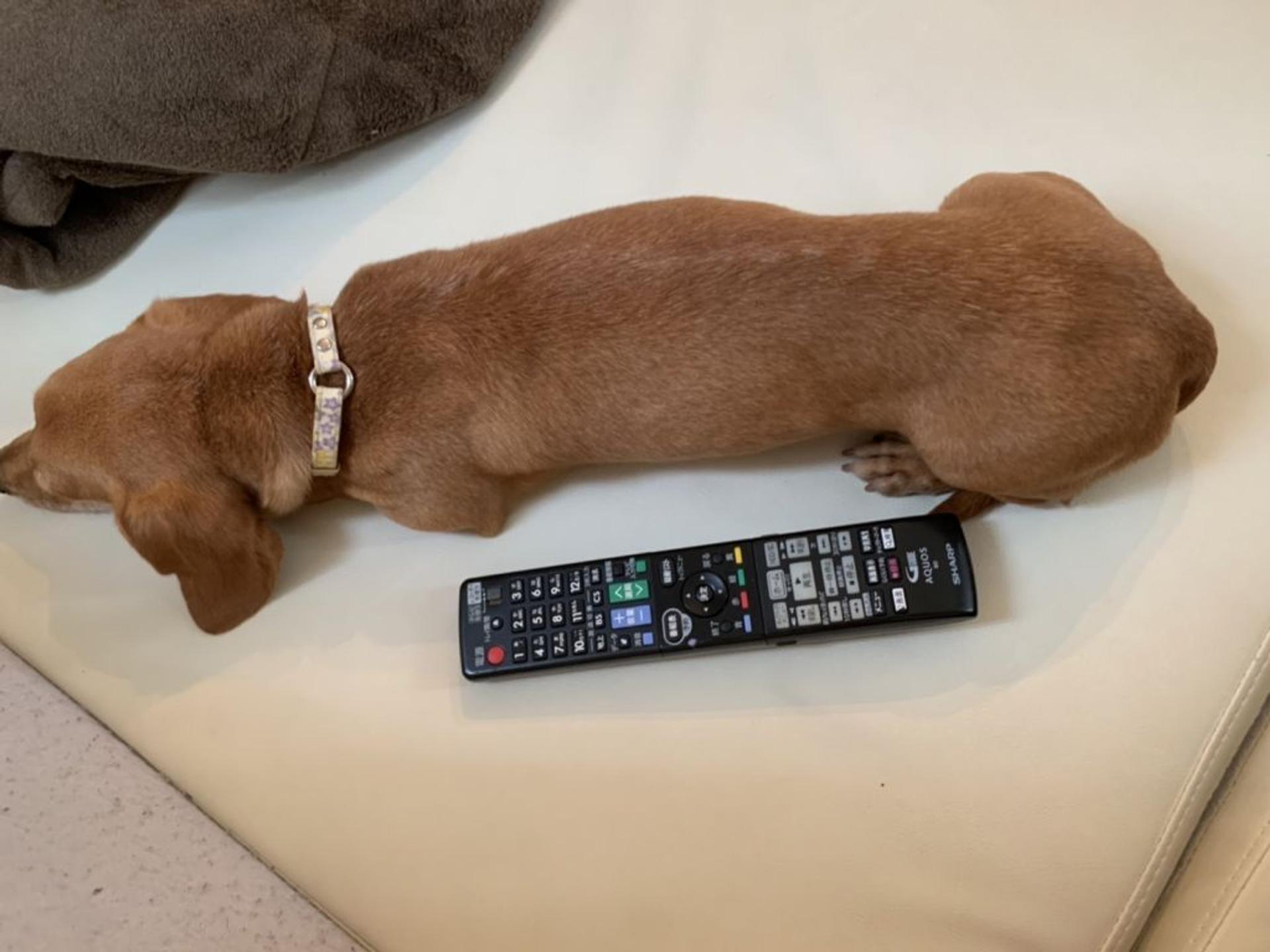 pet-image-7
