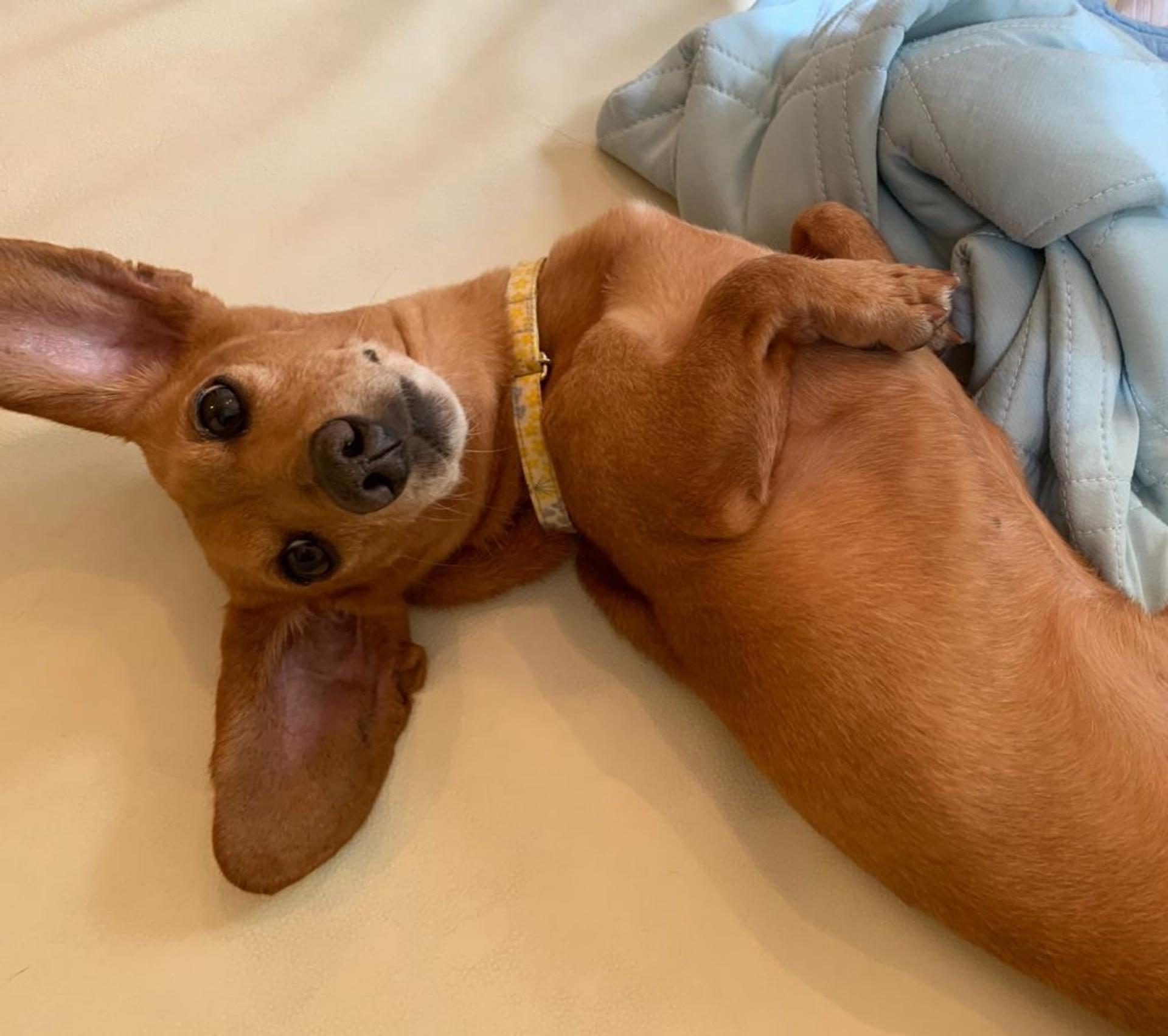 pet-image-8