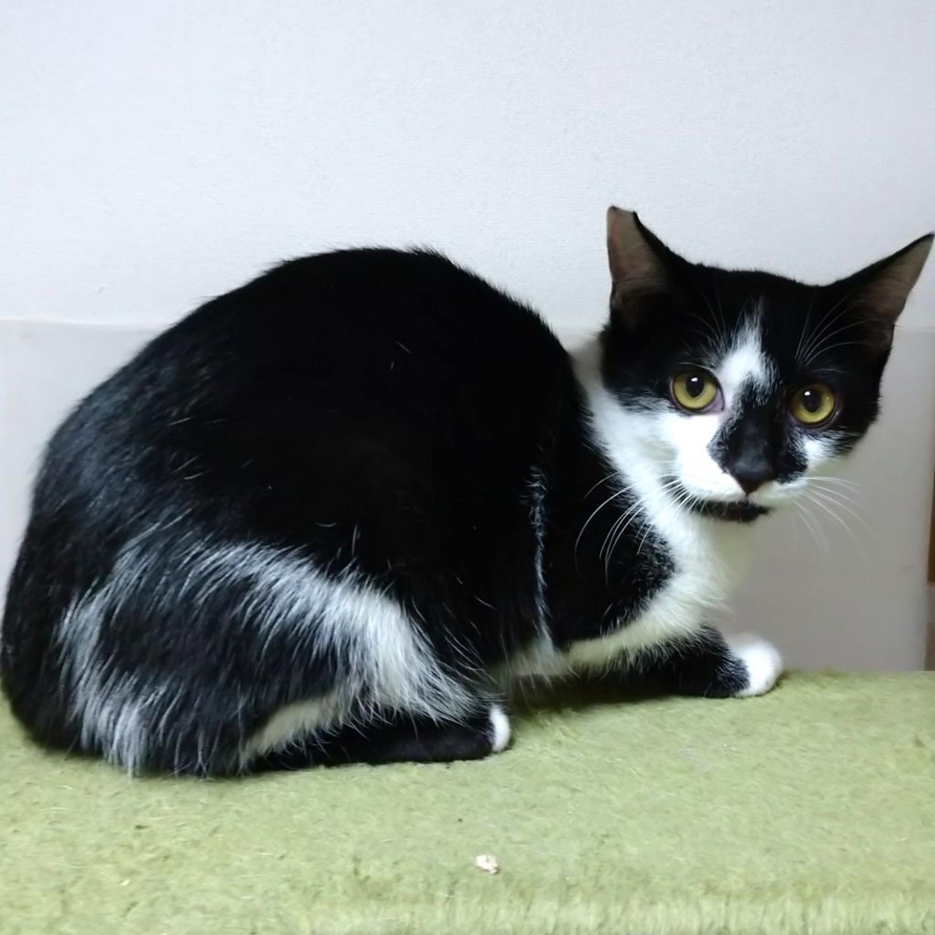 pet-image-2