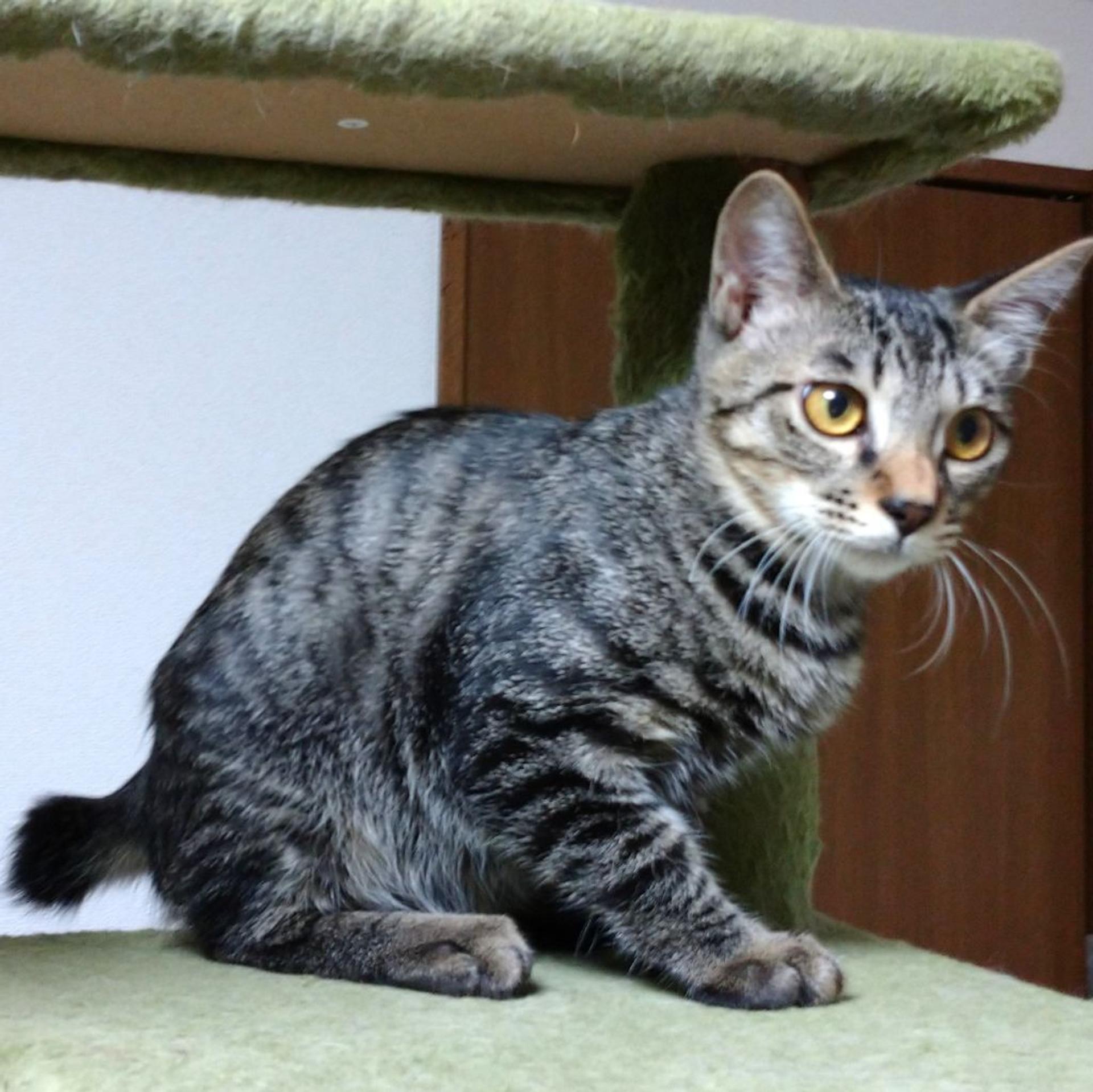pet-image-6