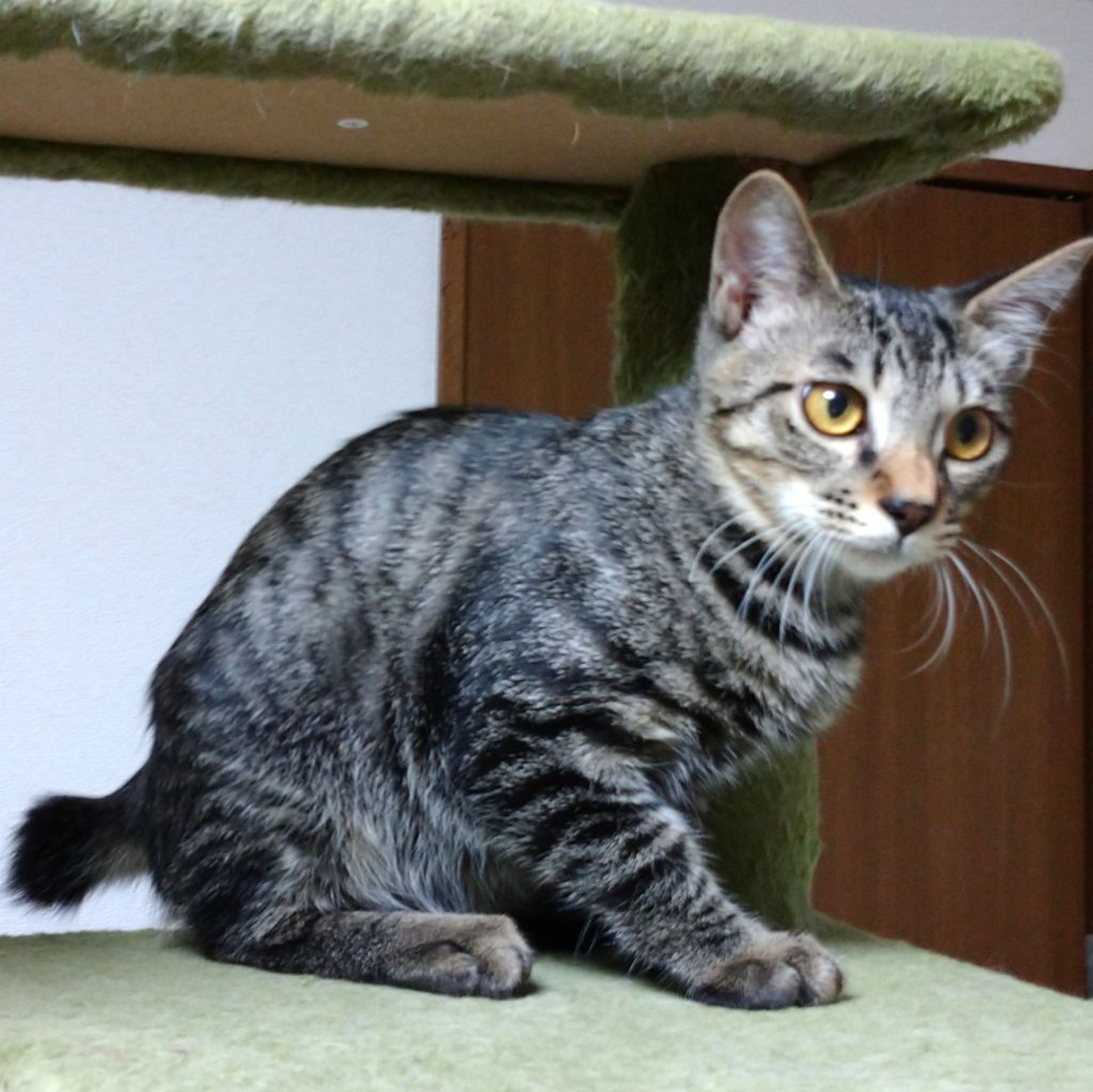 pet-image-6