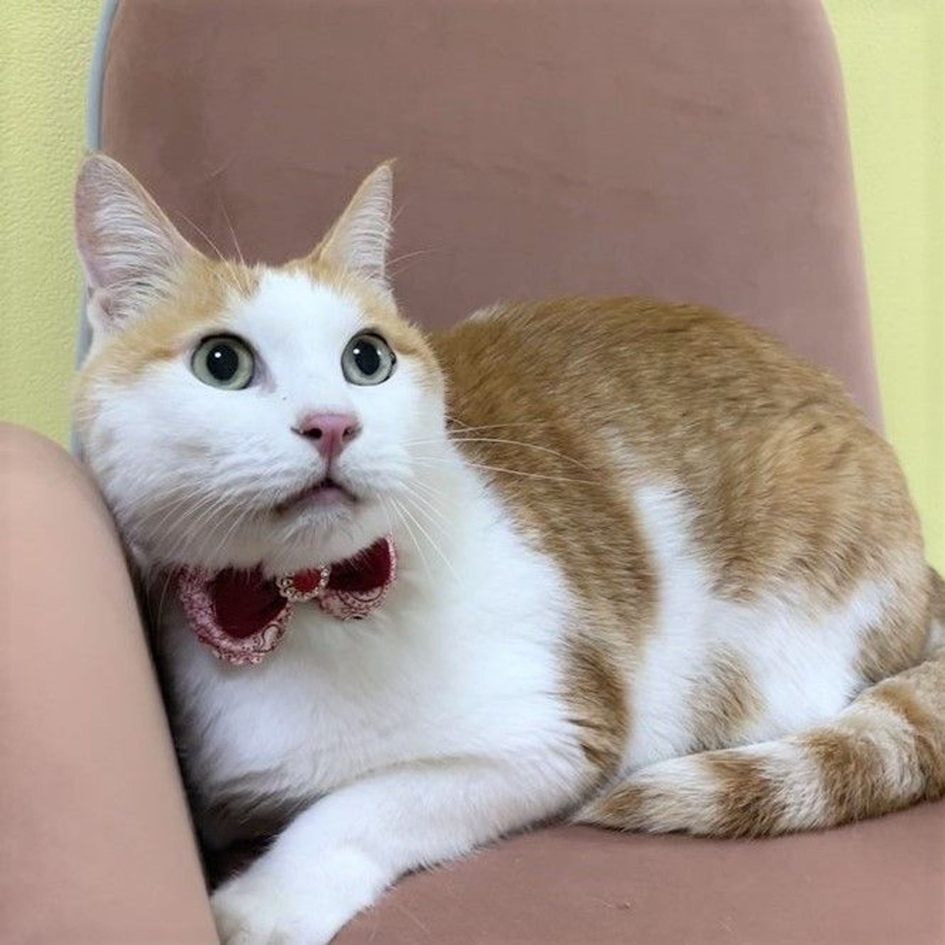 雑種（ミックス猫）・オスの里親募集の写真