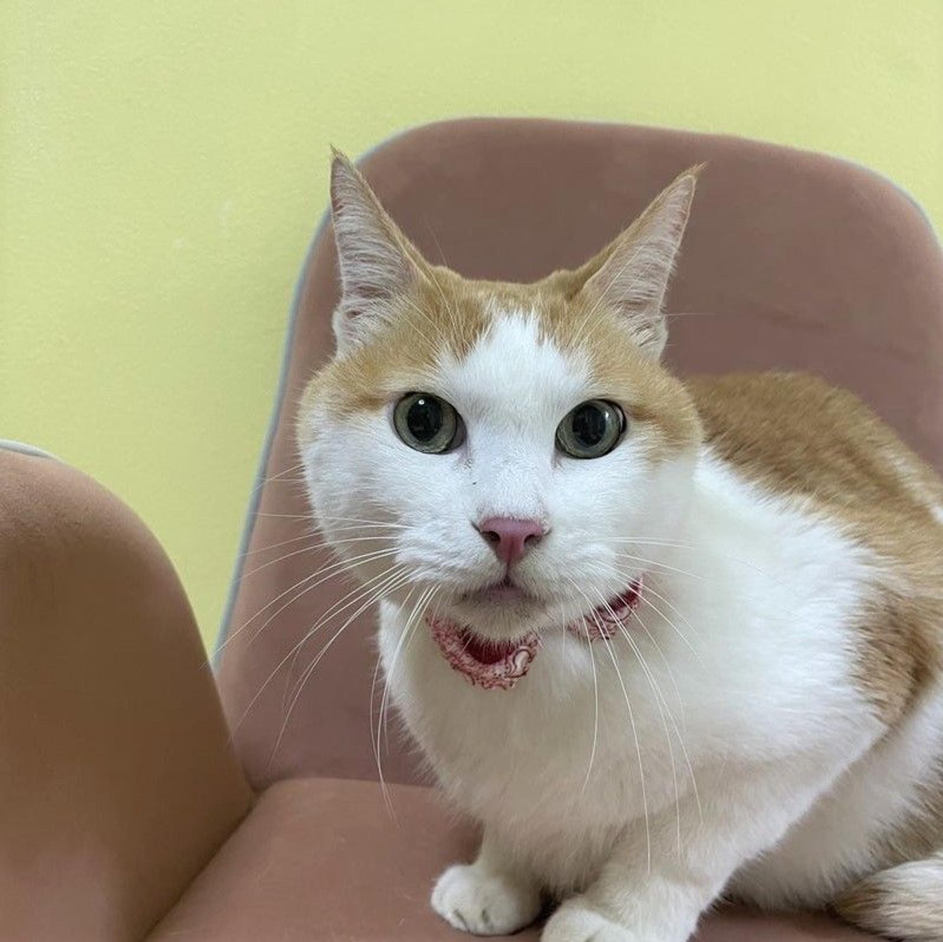 pet-image-2
